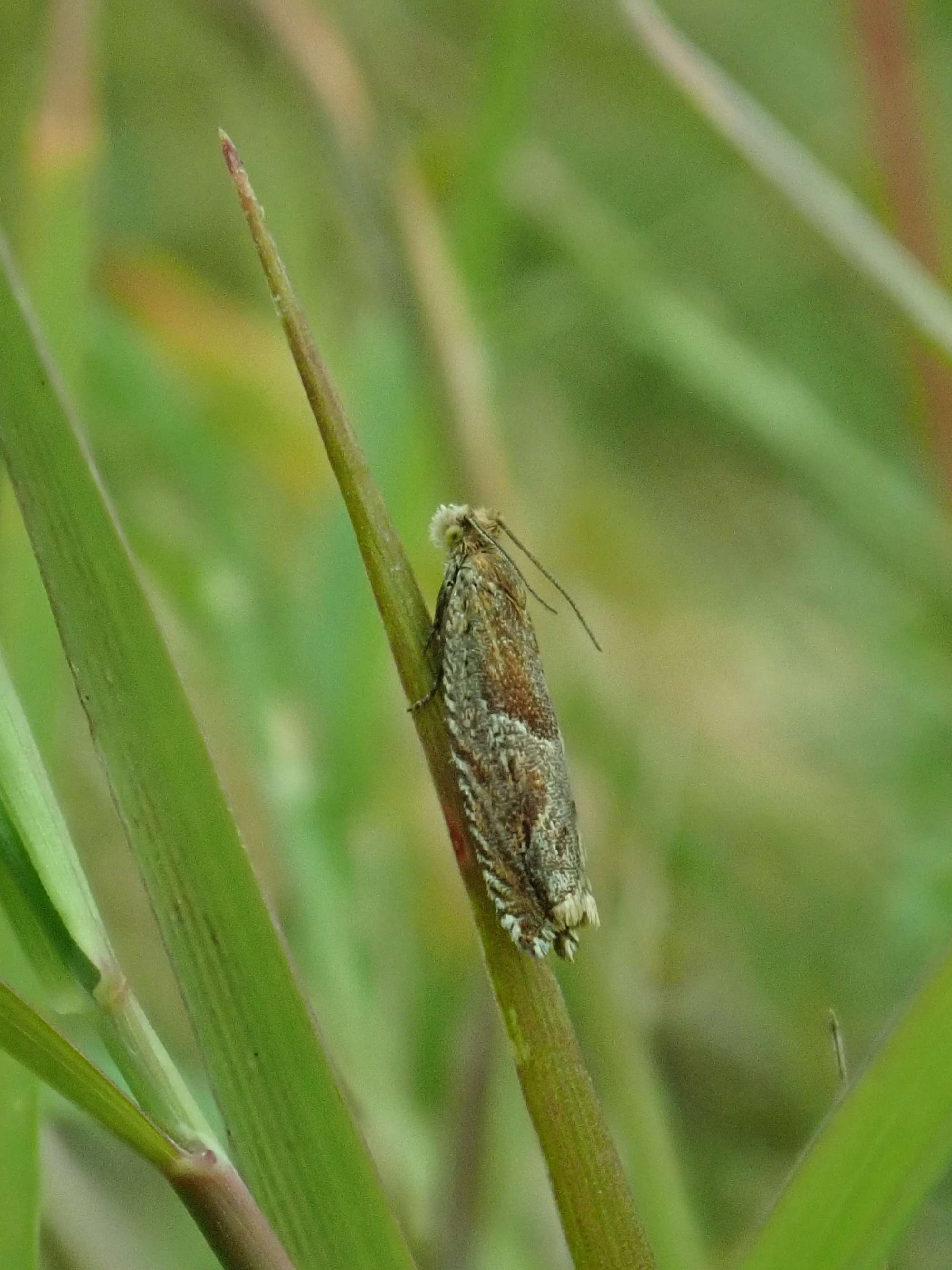 Little Roller (Ancylis comptana) photographed in Somerset by Christopher Iles