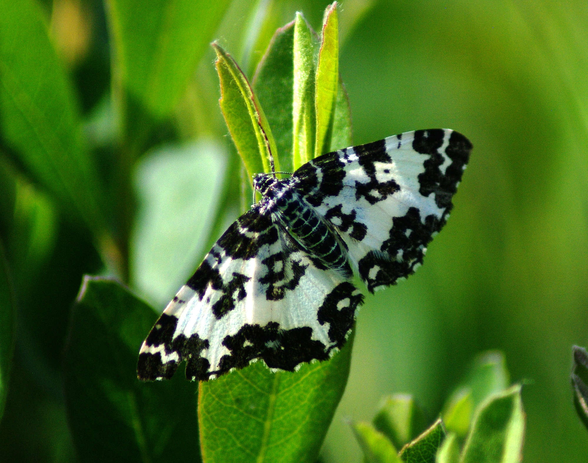Argent & Sable (Rheumaptera hastata) photographed in Somerset by John Connolly