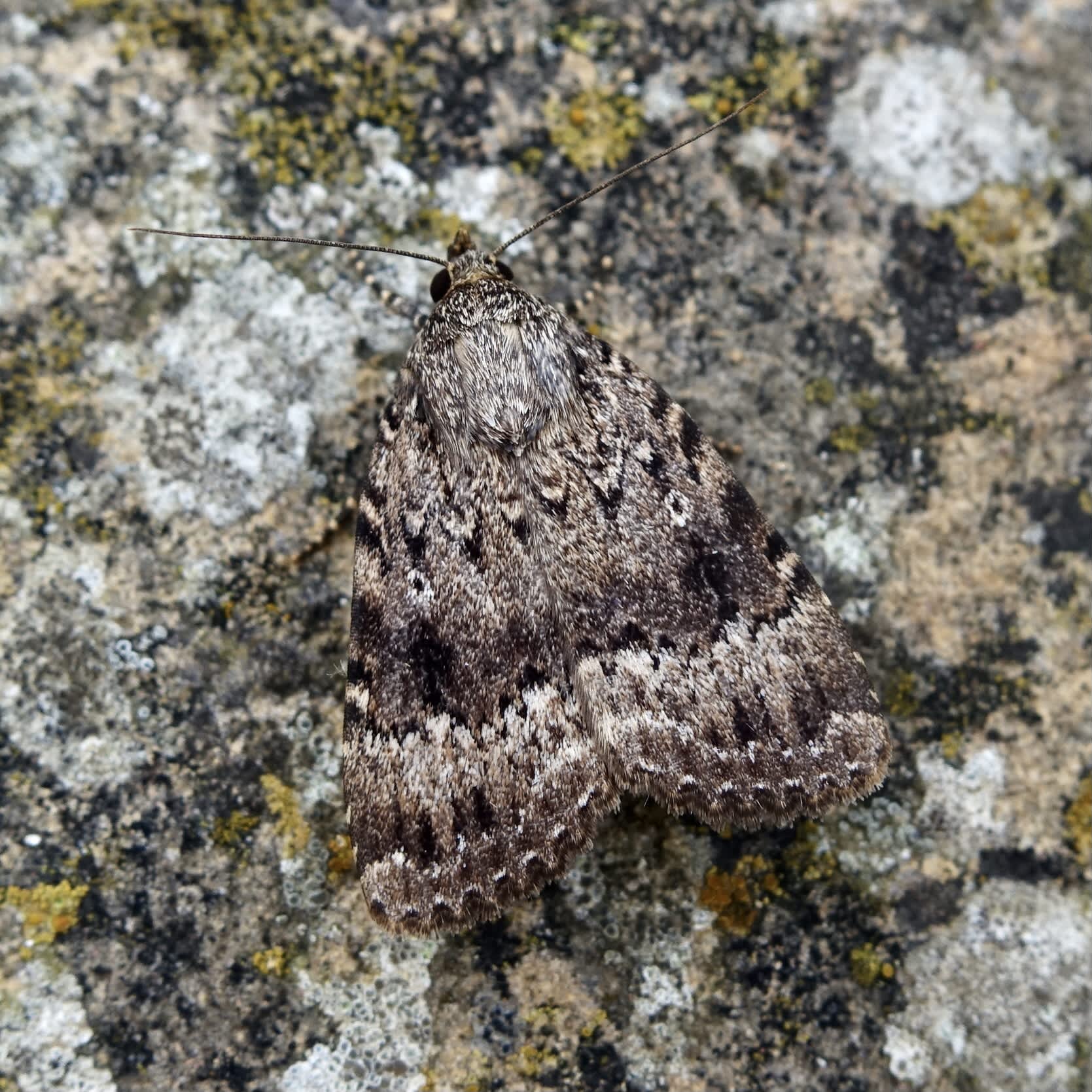 Copper Underwing (Amphipyra pyramidea) photographed in Somerset by Sue Davies