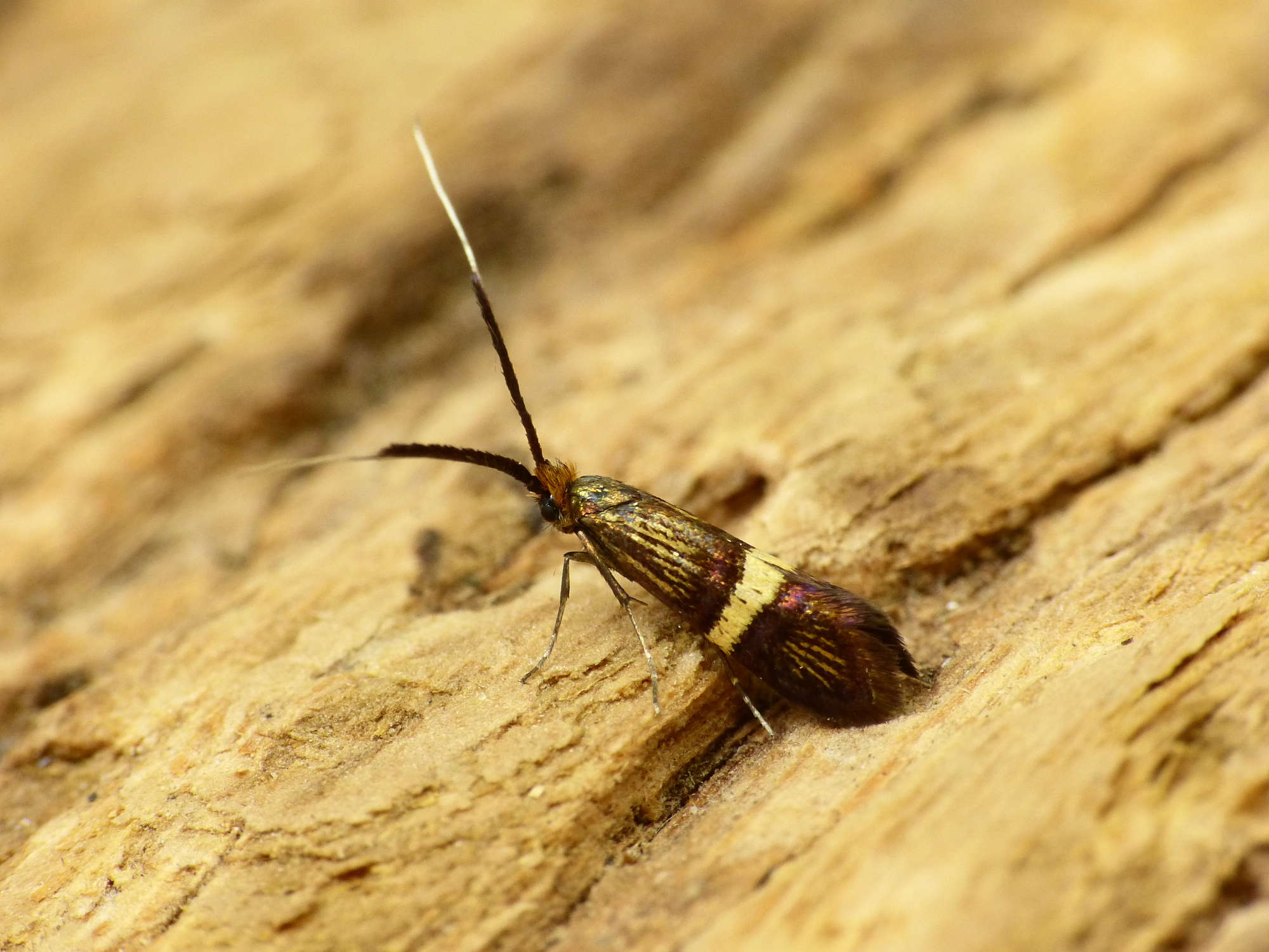 Small Barred Long-horn (Adela croesella) photographed in Somerset by Paul Wilkins