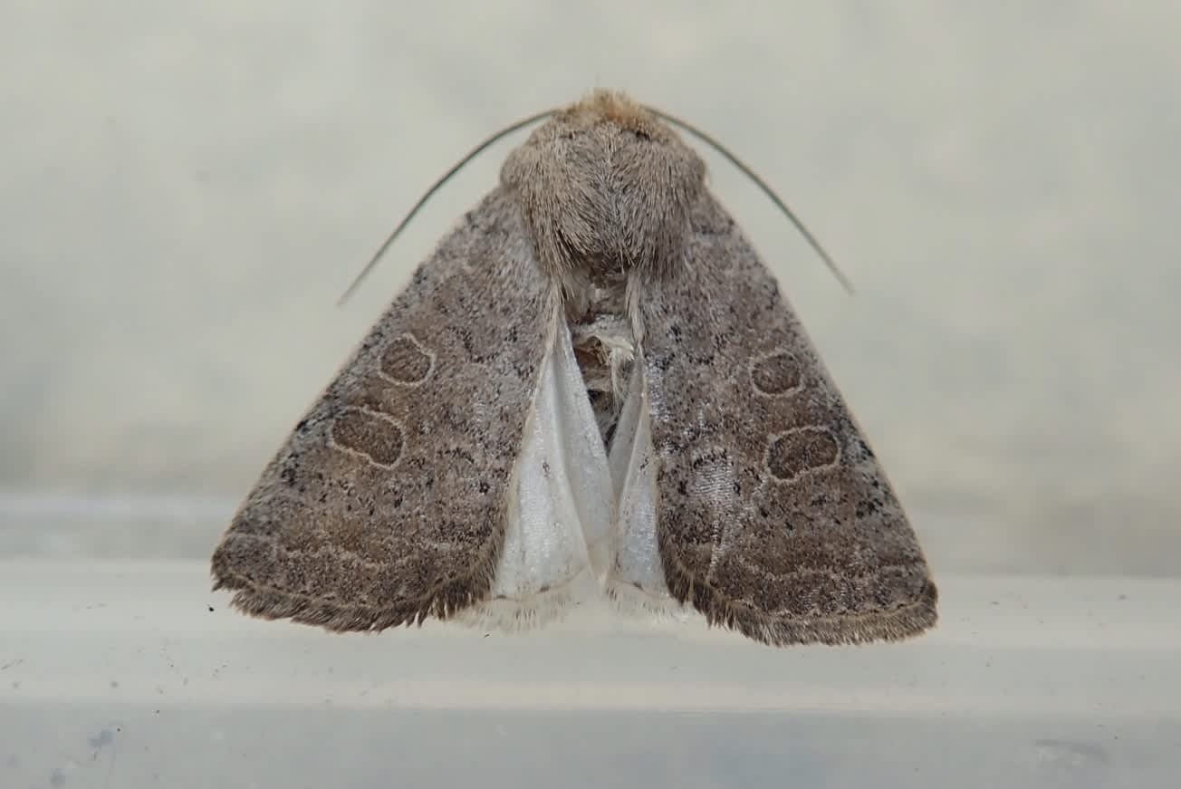 Vine's Rustic (Hoplodrina ambigua) photographed in Somerset by Sue Davies