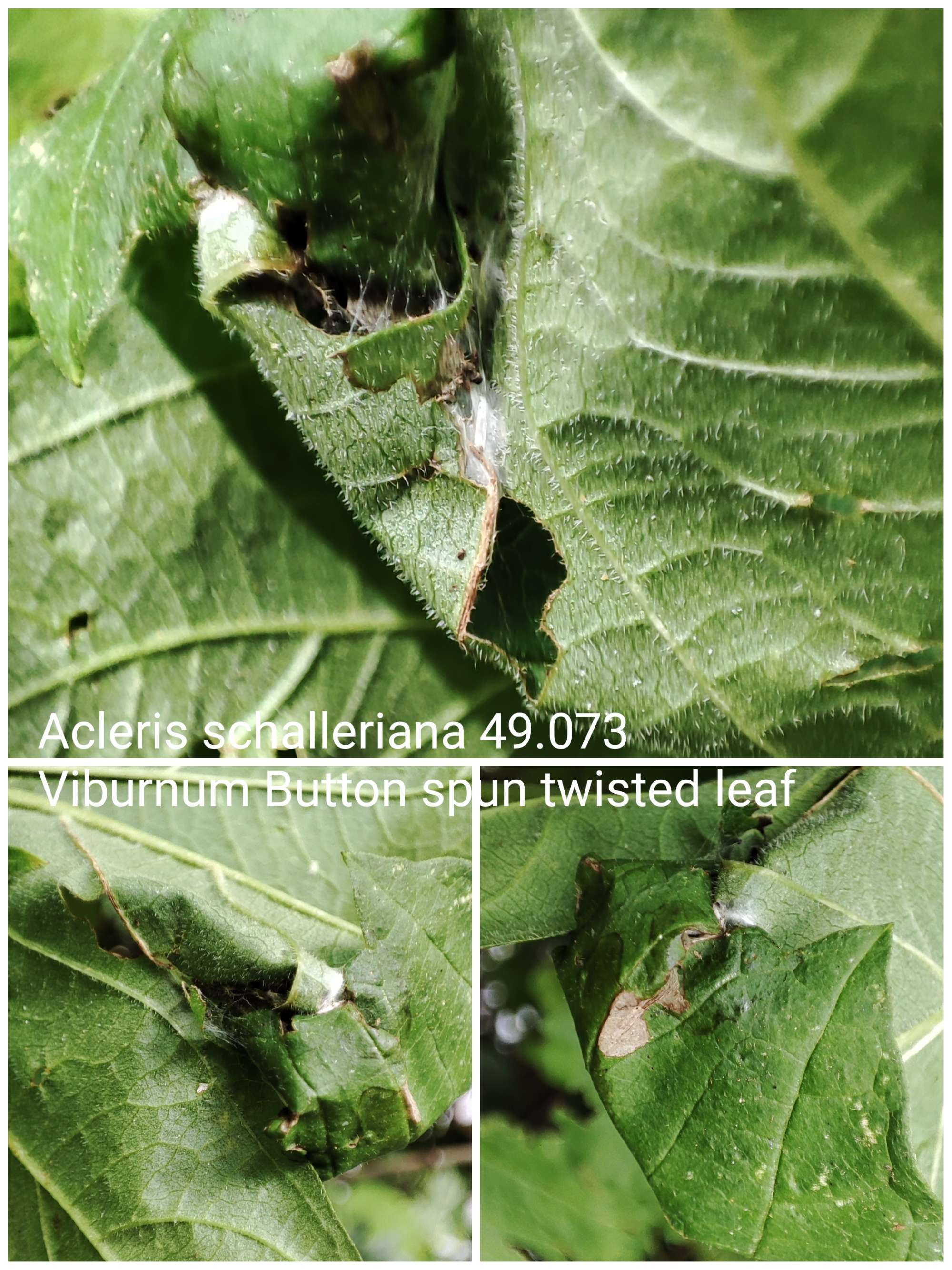 Viburnum Button (Acleris schalleriana) photographed in Somerset by Jane Cole