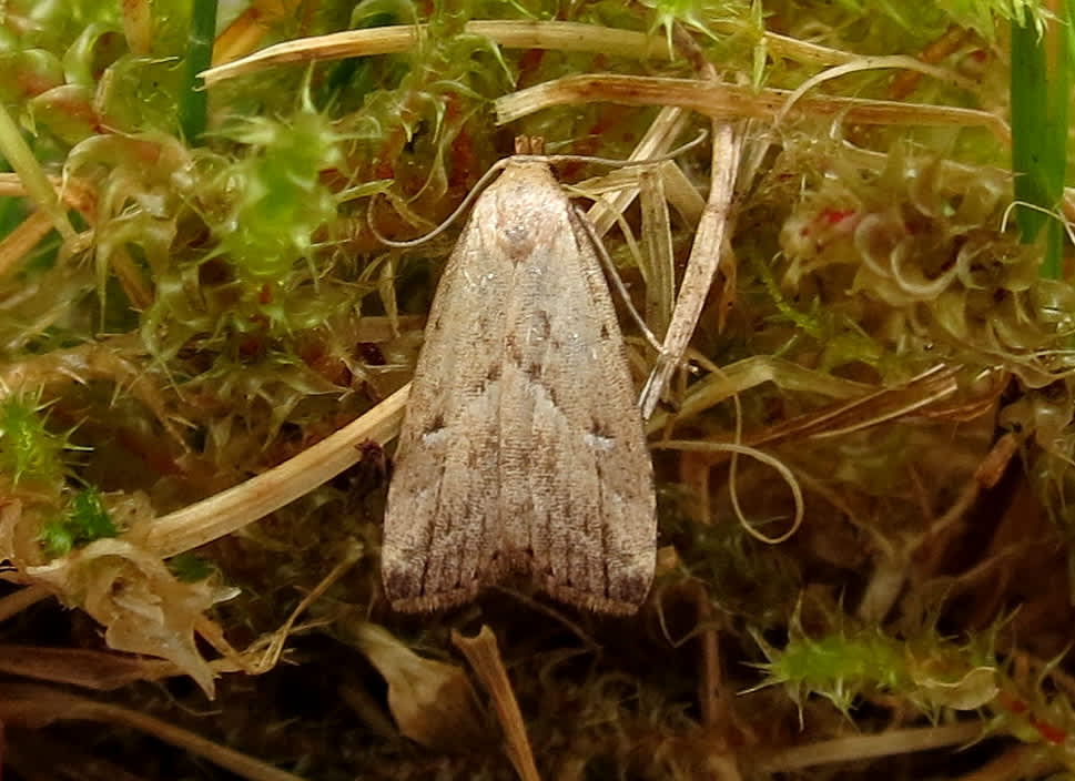 Marsh Oblique-barred (Hypenodes humidalis) photographed in Somerset by Steve Chapple