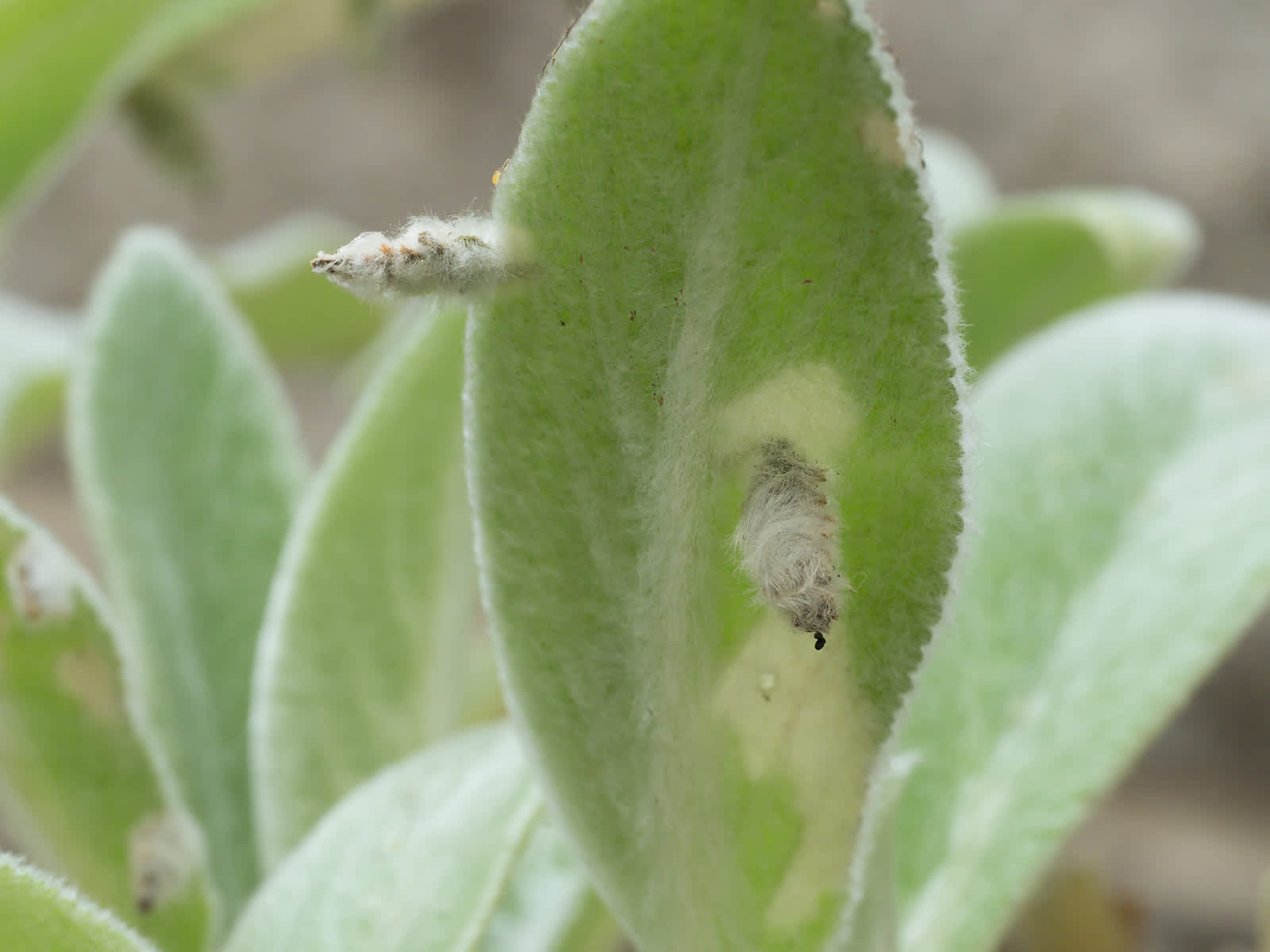 Woundwort Case-bearer (Coleophora lineolea) photographed in Somerset by John Bebbington