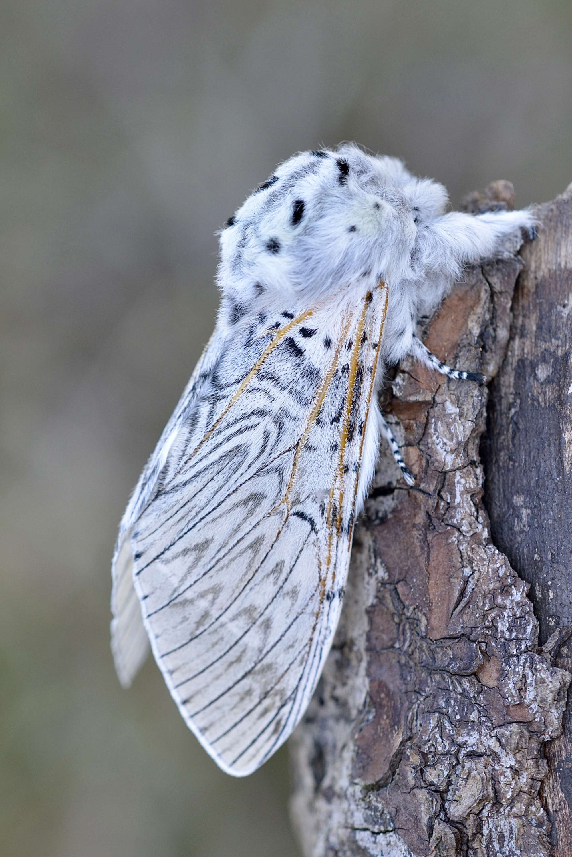 Puss Moth (Cerura vinula) photographed in Somerset by Sue Davies