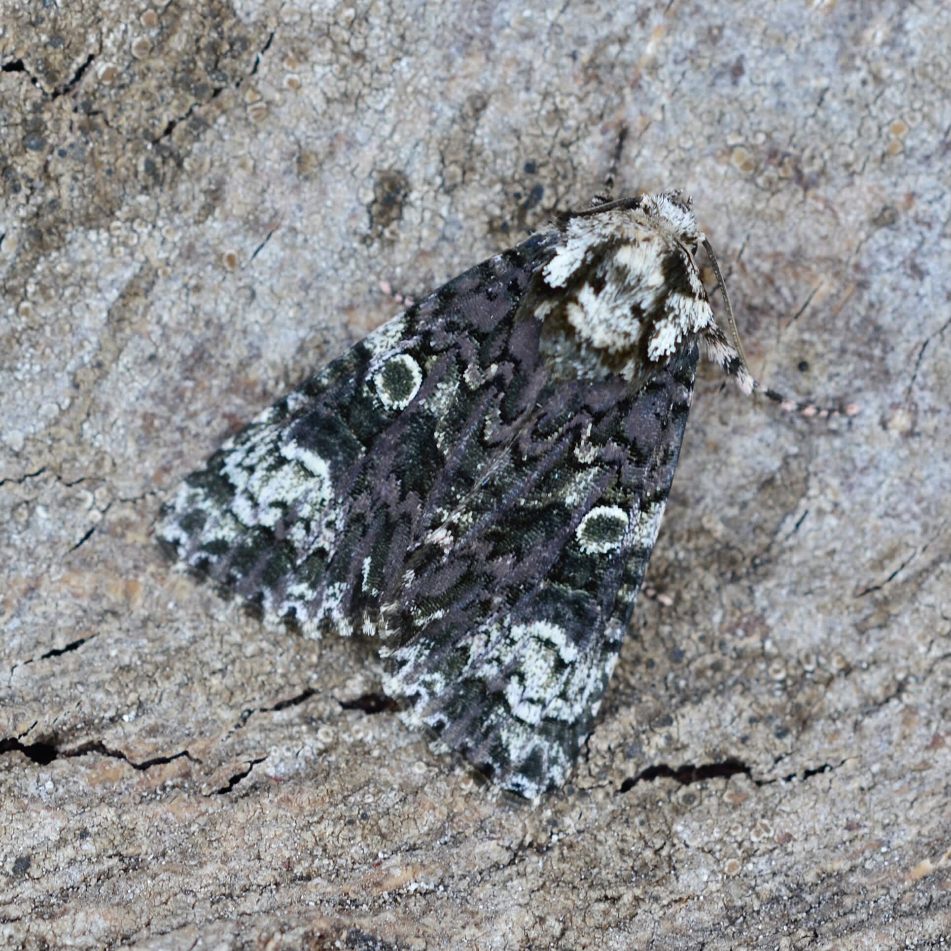 The Coronet (Craniophora ligustri) photographed in Somerset by Sue Davies