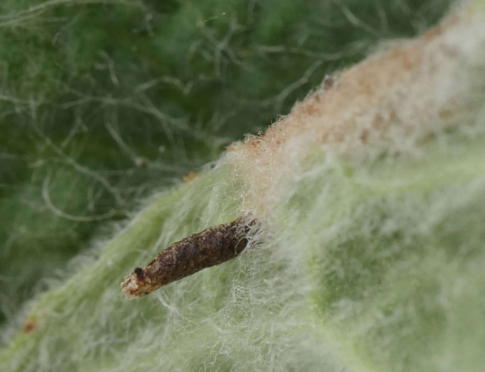 Spikenard Case-bearer (Coleophora conyzae) photographed in Somerset by Jenny Vickers