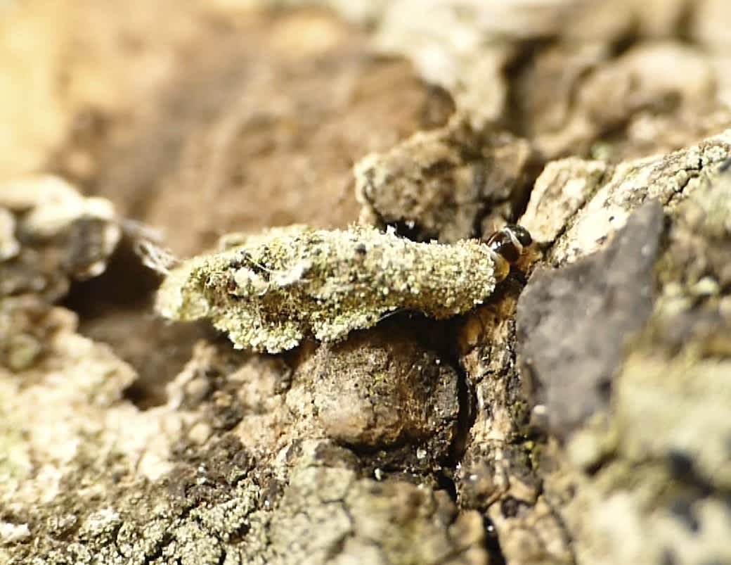 White-speckled Bagworm (Narycia duplicella) photographed in Somerset by Paul Wilkins