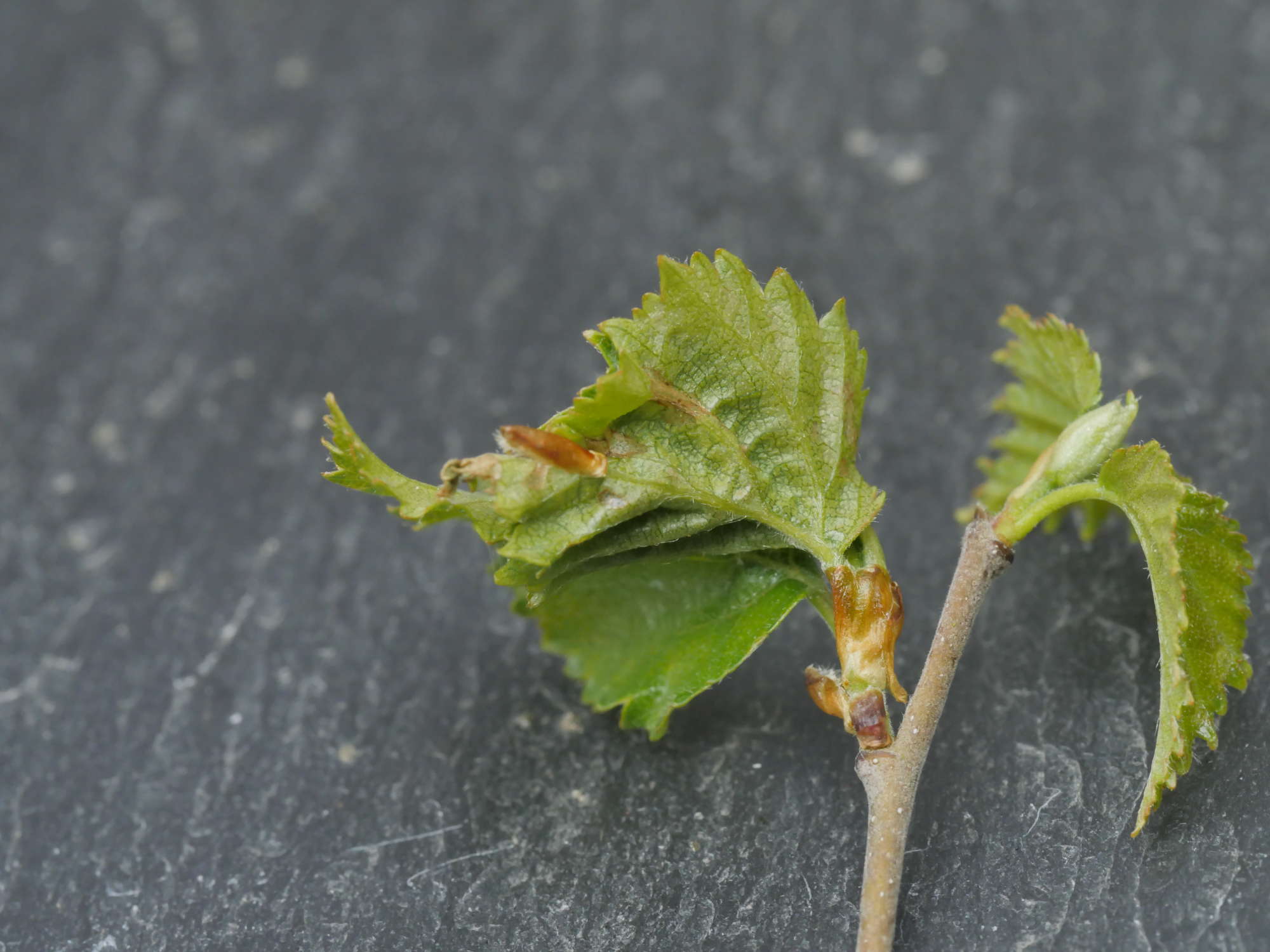 Barred Fruit-tree Tortrix (Pandemis cerasana) photographed in Somerset by Jenny Vickers