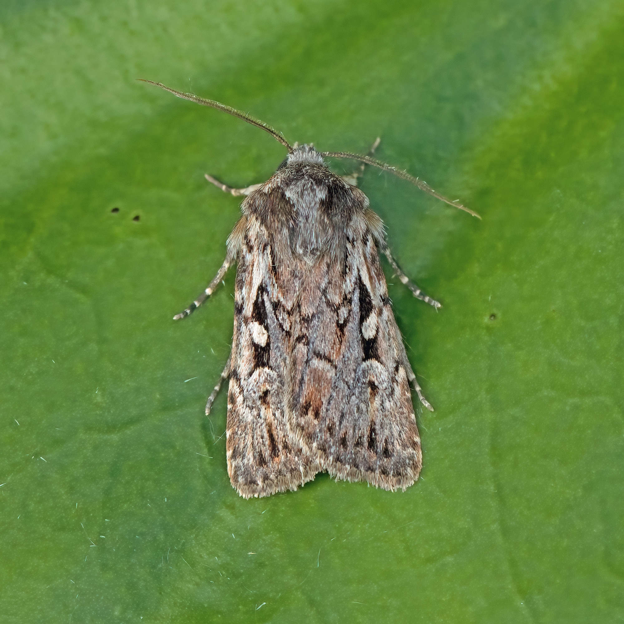 Heath Rustic (Xestia agathina) photographed in Somerset by Nigel Voaden