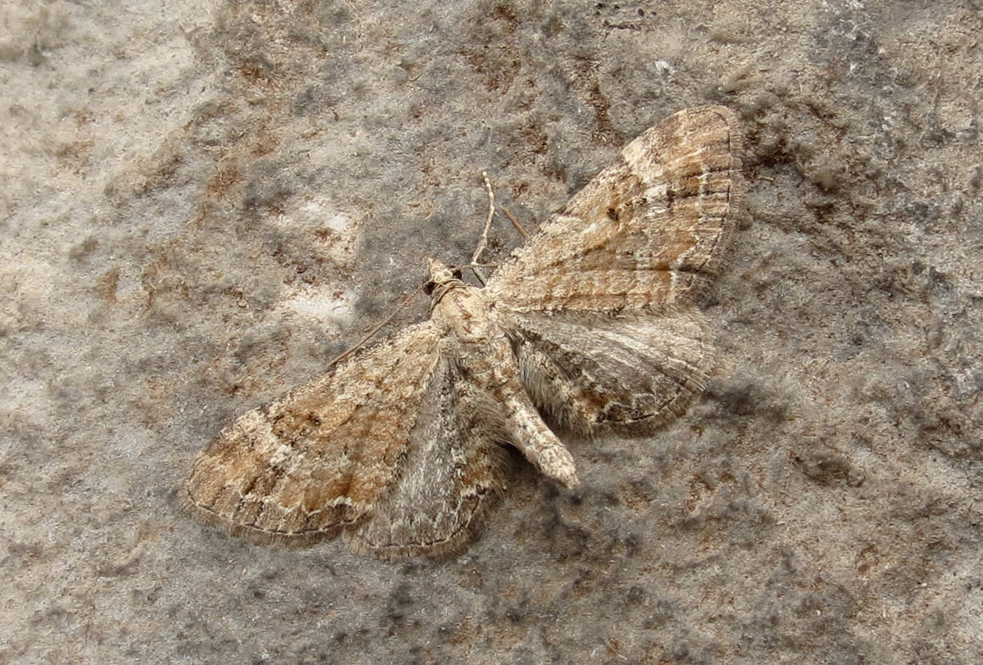 Plain Pug (Eupithecia simpliciata) photographed in Somerset by Steve Chapple