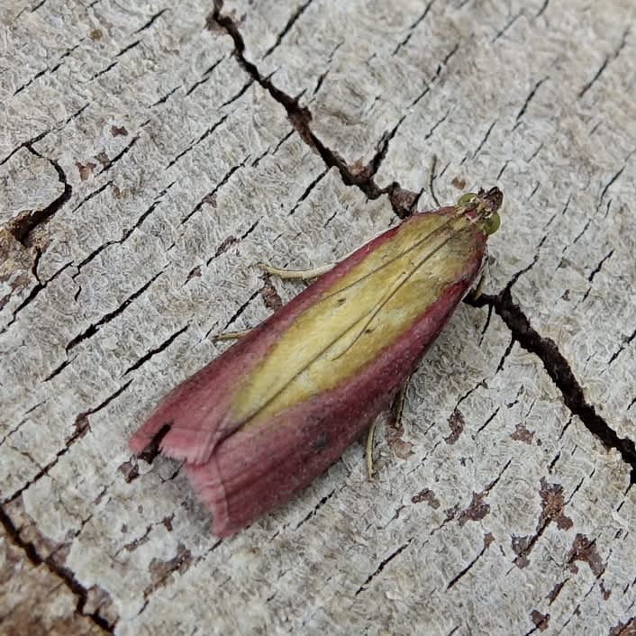 Rosy-striped Knot-horn (Oncocera semirubella) photographed in Somerset by Sue Davies