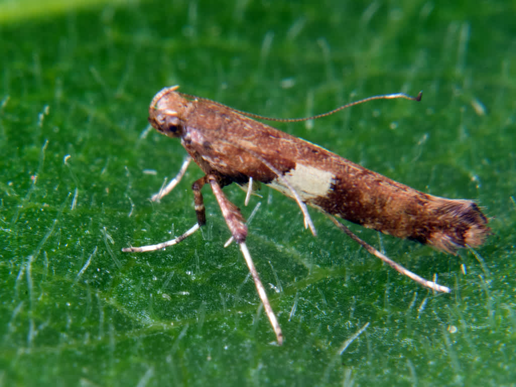 Maple Slender (Caloptilia semifascia) photographed in Somerset by John Bebbington