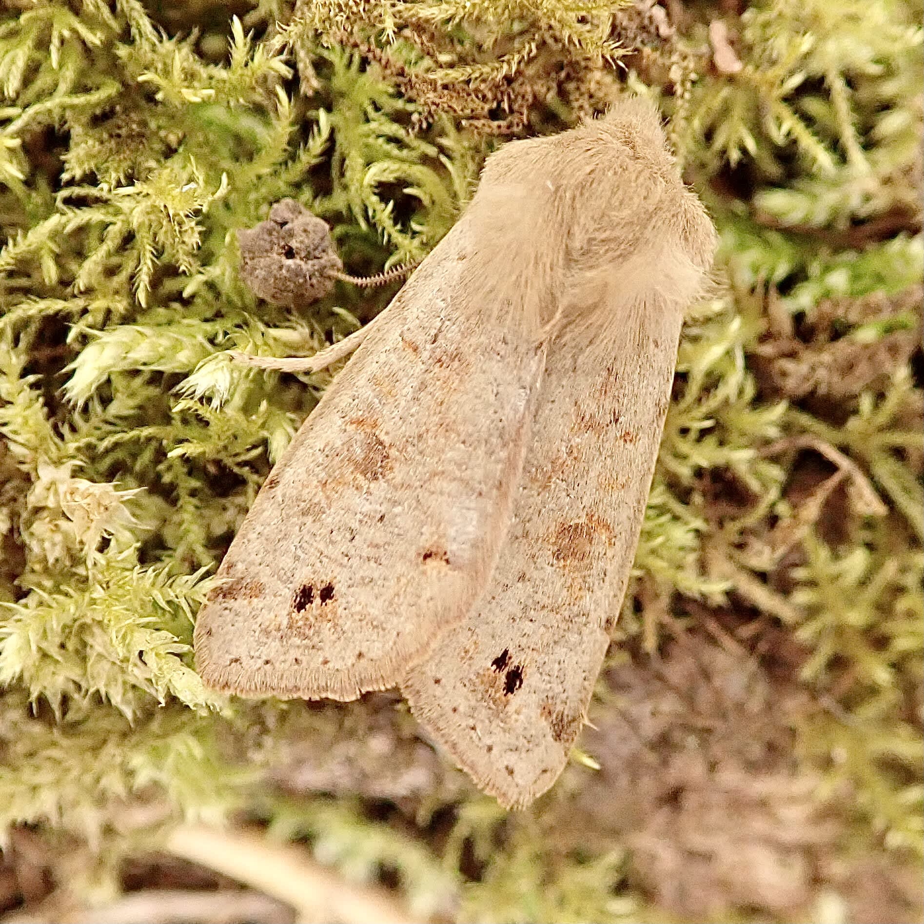 Twin-spotted Quaker (Anorthoa munda) photographed in Somerset by Sue Davies