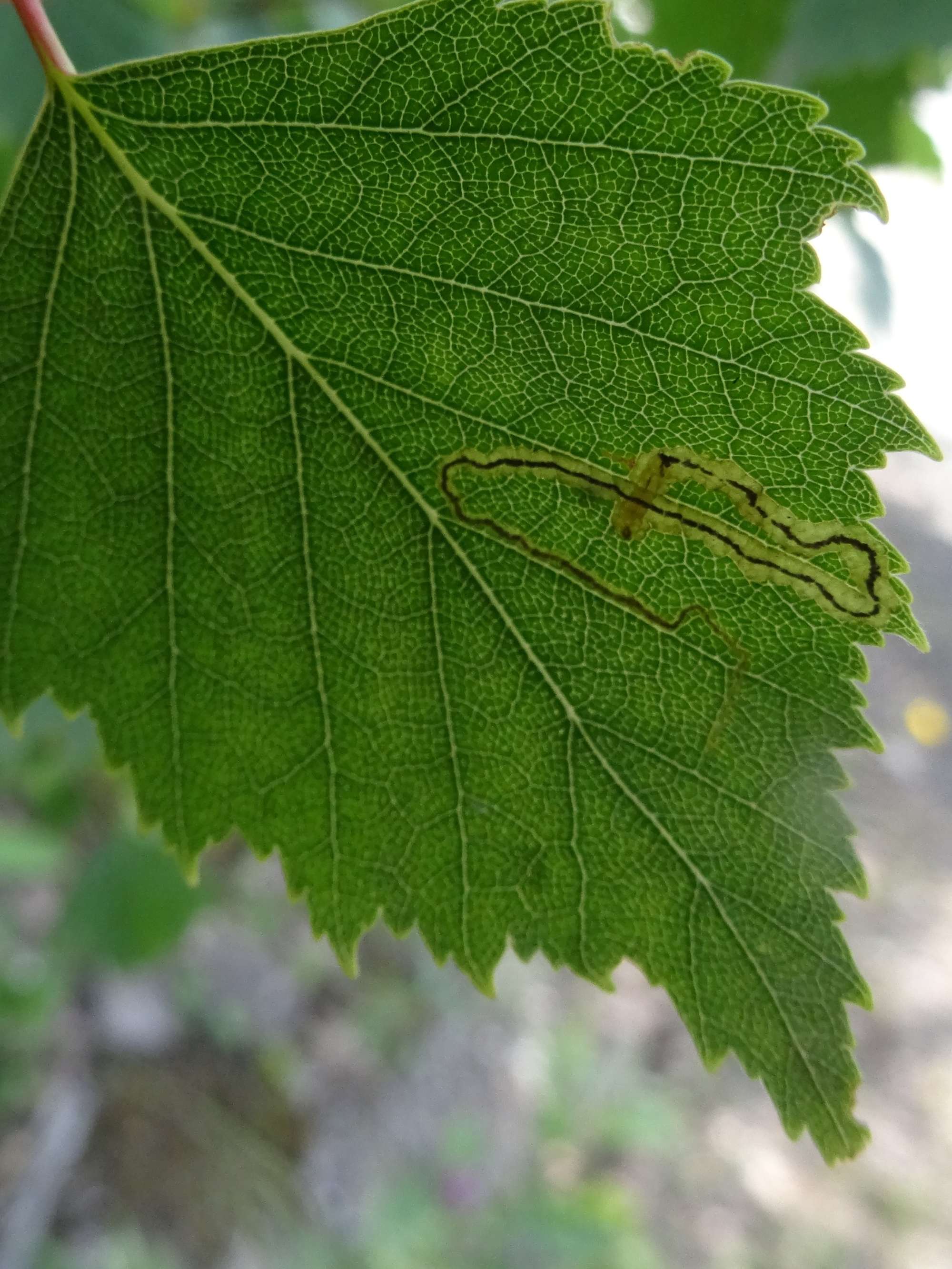 Drab Birch Pigmy (Stigmella lapponica) photographed in Somerset by Christopher Iles