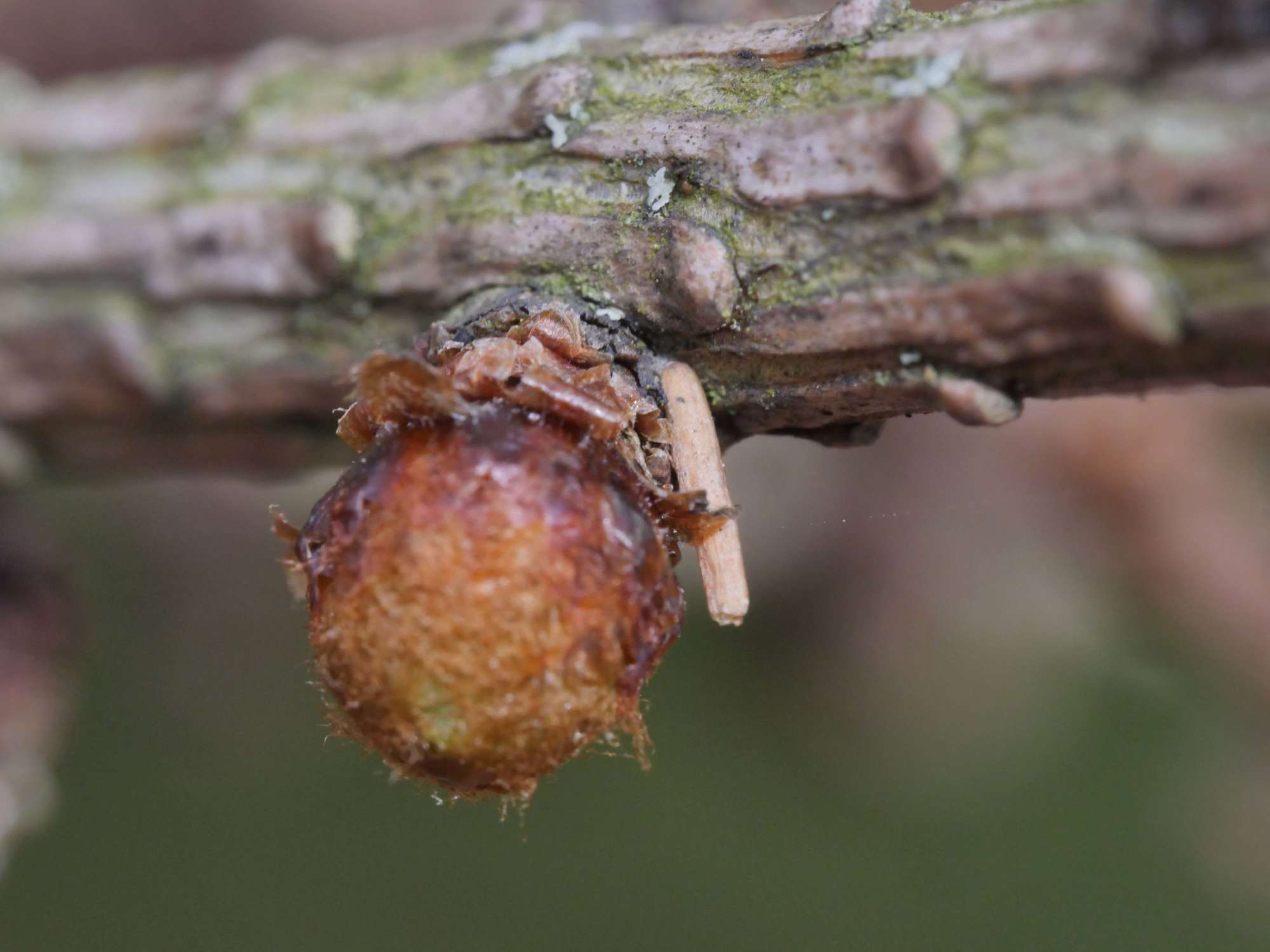 Larch Case-bearer (Coleophora laricella) photographed in Somerset by Jenny Vickers