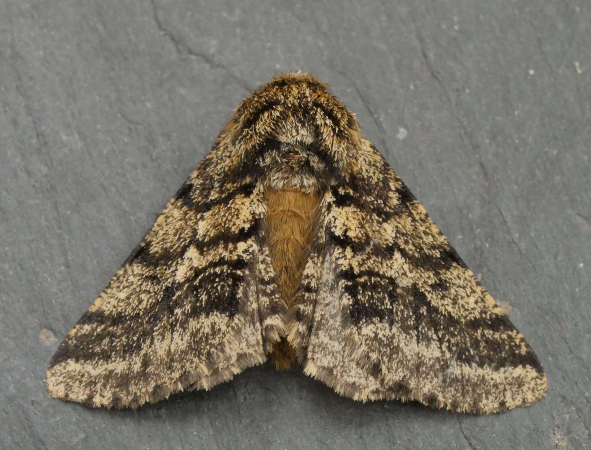 Brindled Beauty (Lycia hirtaria) photographed in Somerset by Jenny Vickers