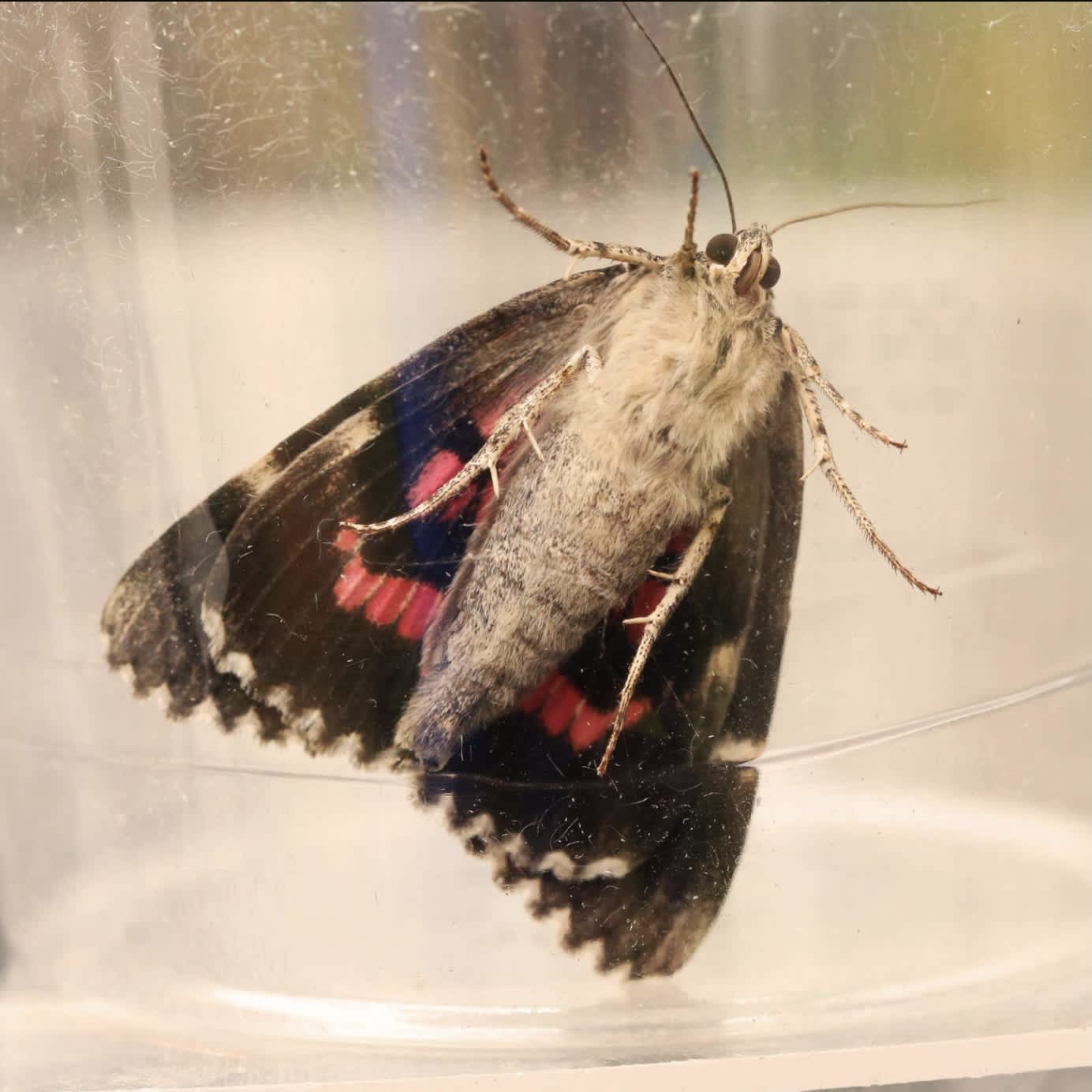 Dark Crimson Underwing (Catocala sponsa) photographed in Somerset by Barrie  Widden