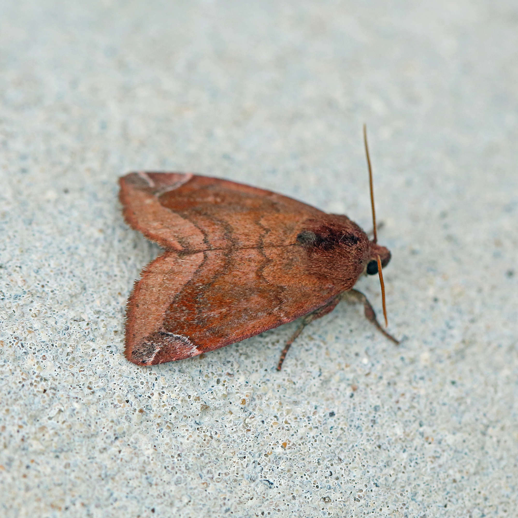 Lunar-spotted Pinion (Cosmia pyralina) photographed in Somerset by Nigel Voaden