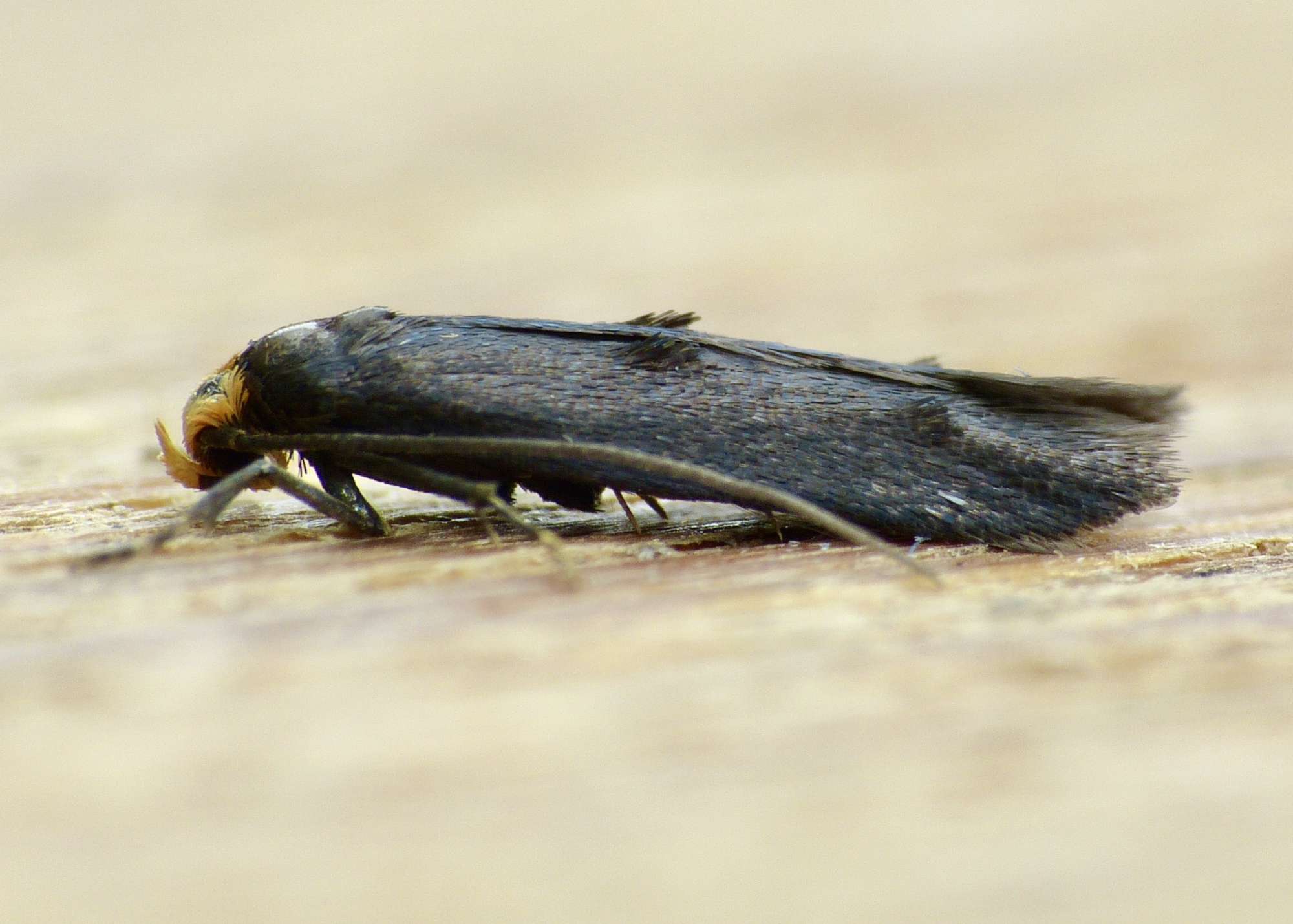 Yellow-headed Cosmet (Spuleria flavicaput) photographed in Somerset by Paul Wilkins