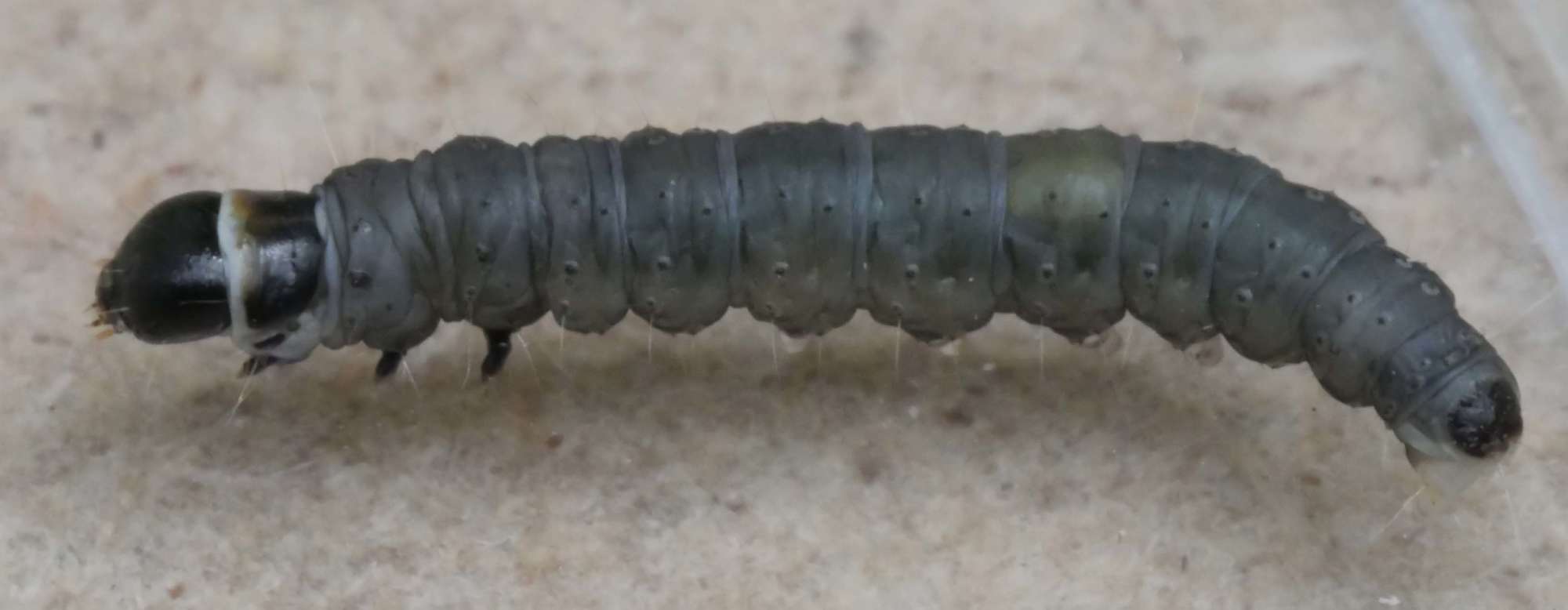 Large Birch Bell (Epinotia brunnichana) photographed in Somerset by Jenny Vickers