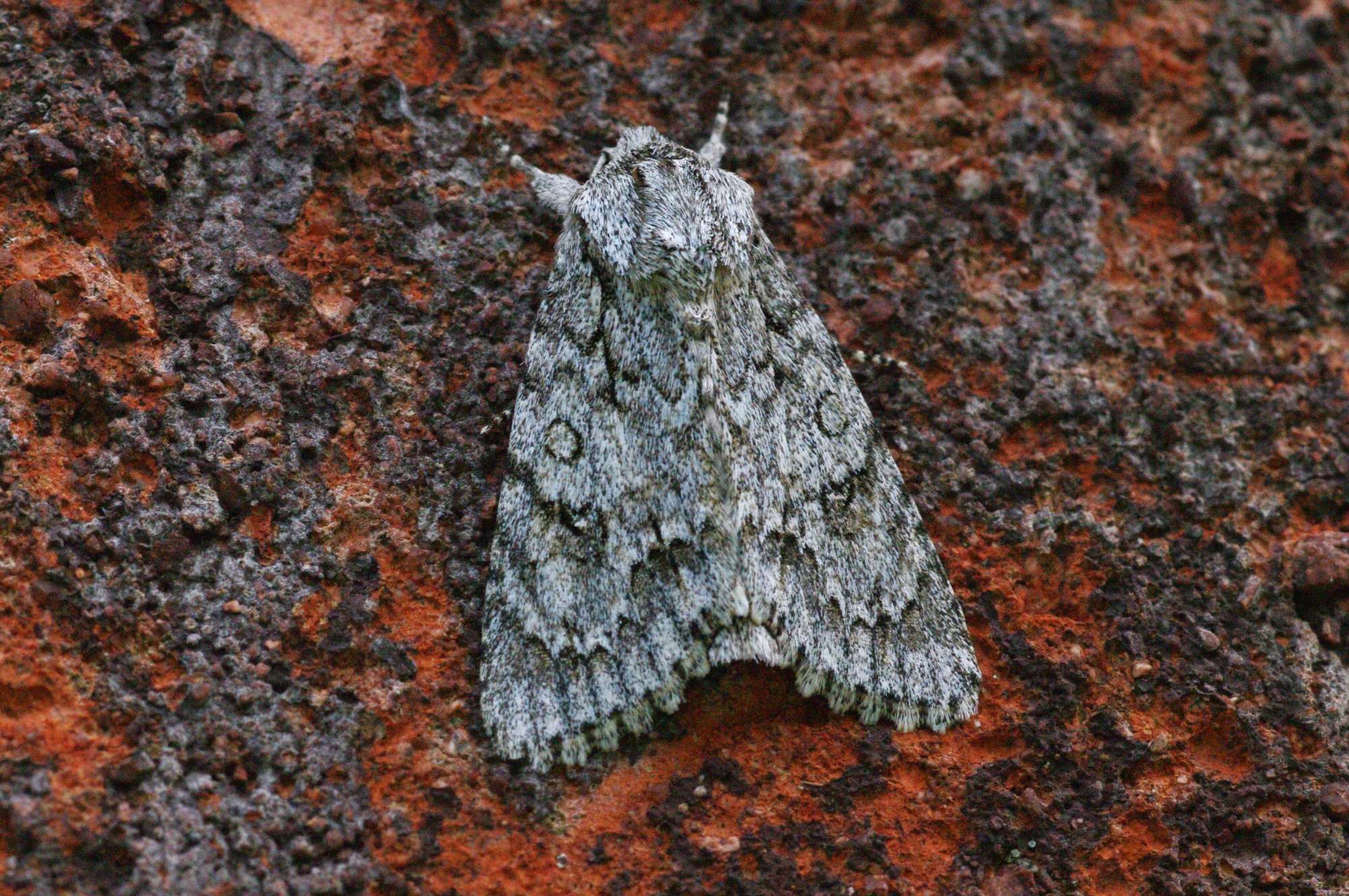 The Sycamore (Acronicta aceris) photographed in Somerset by John Connolly