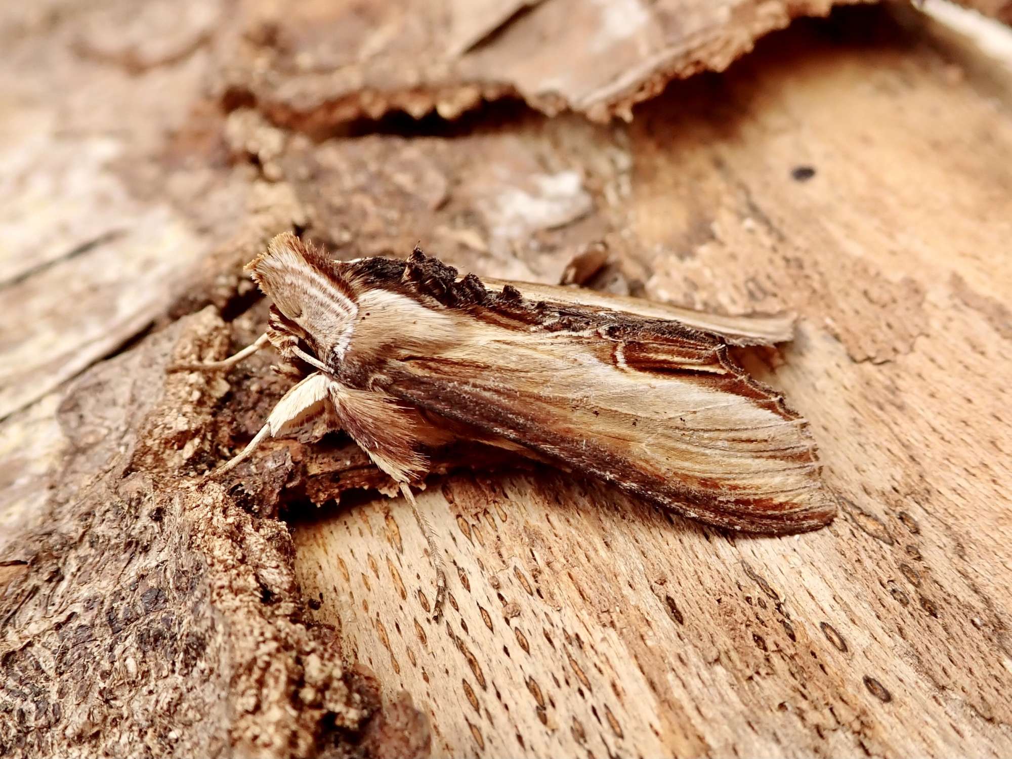 The Mullein (Cucullia verbasci) photographed in Somerset by Sue Davies