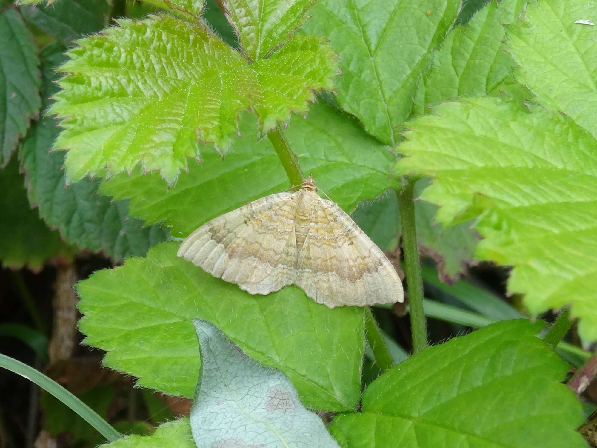 Yellow Shell (Camptogramma bilineata) photographed in Somerset by Christopher Iles