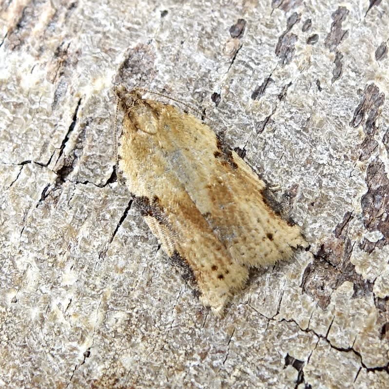 Cyclamen Tortrix (Clepsis spectrana) photographed in Somerset by Sue Davies