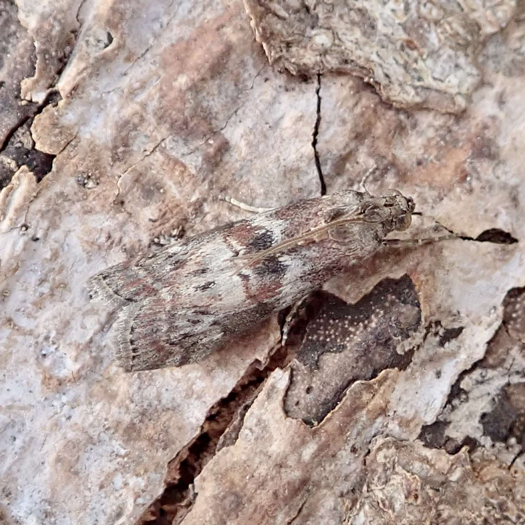 Dotted Oak Knot-horn (Phycita roborella) photographed in Somerset by Sue Davies