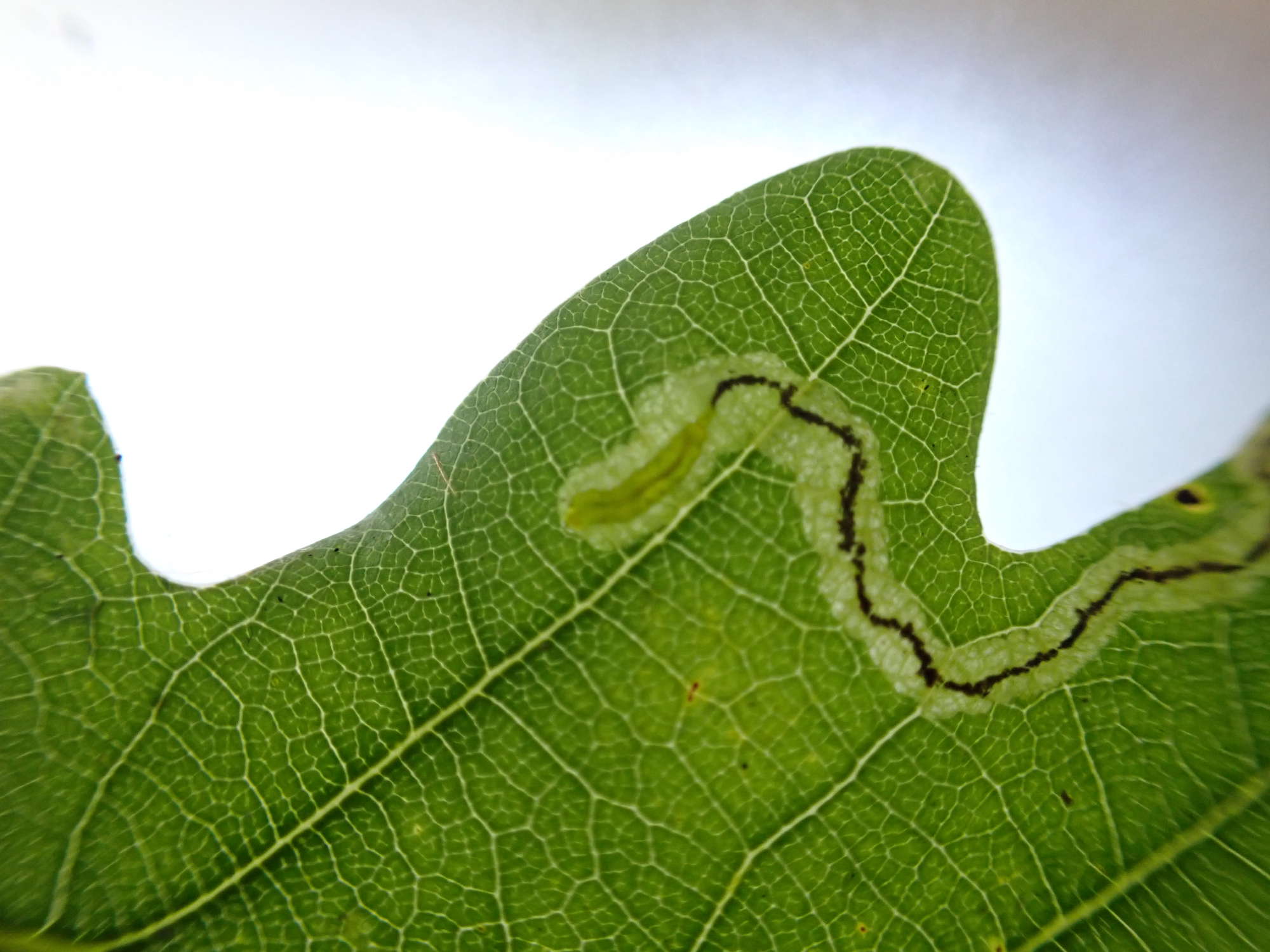 Common Oak Pigmy (Stigmella roborella) photographed in Somerset by Jenny Vickers