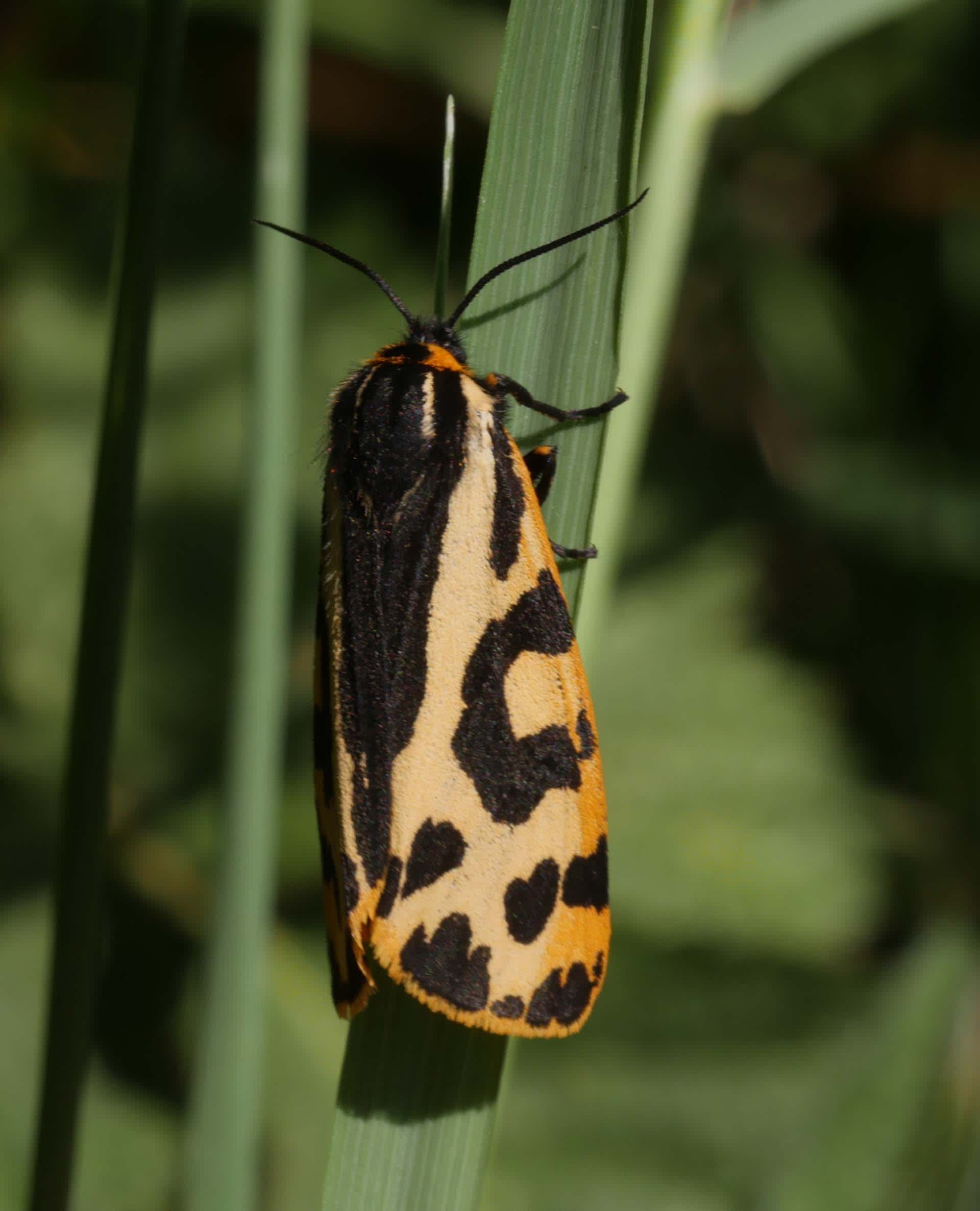 Wood Tiger (Parasemia plantaginis) photographed in Somerset by Jenny Vickers