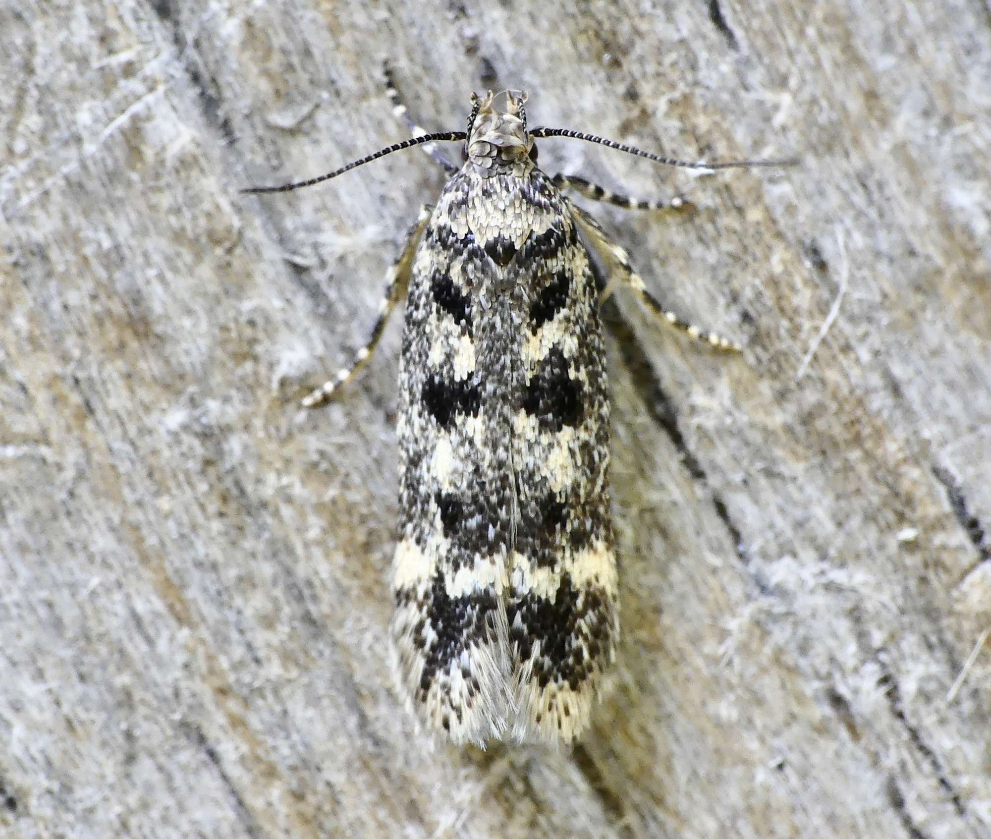 House Neb (Bryotropha domestica) photographed in Somerset by Paul Wilkins