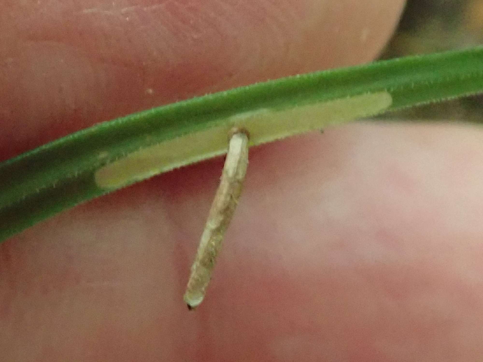 Sandy Case-bearer (Coleophora lithargyrinella) photographed in Somerset by Christopher Iles