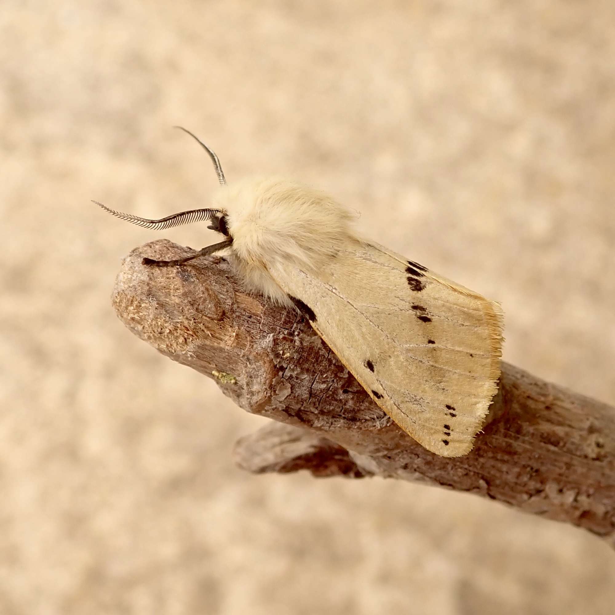 Buff Ermine (Spilosoma lutea) photographed in Somerset by Sue Davies