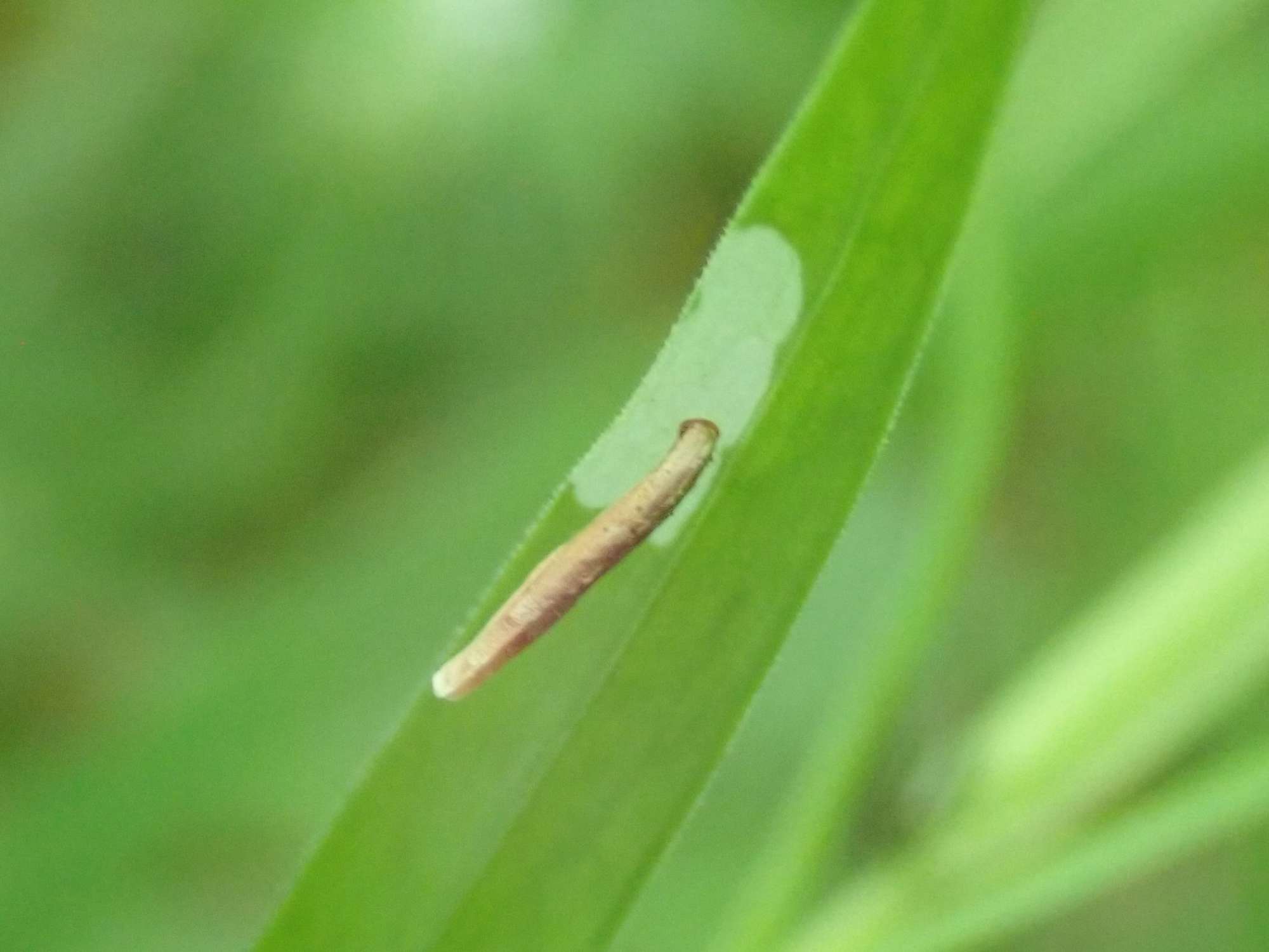 Ochreous Case-bearer (Coleophora solitariella) photographed in Somerset by Christopher Iles