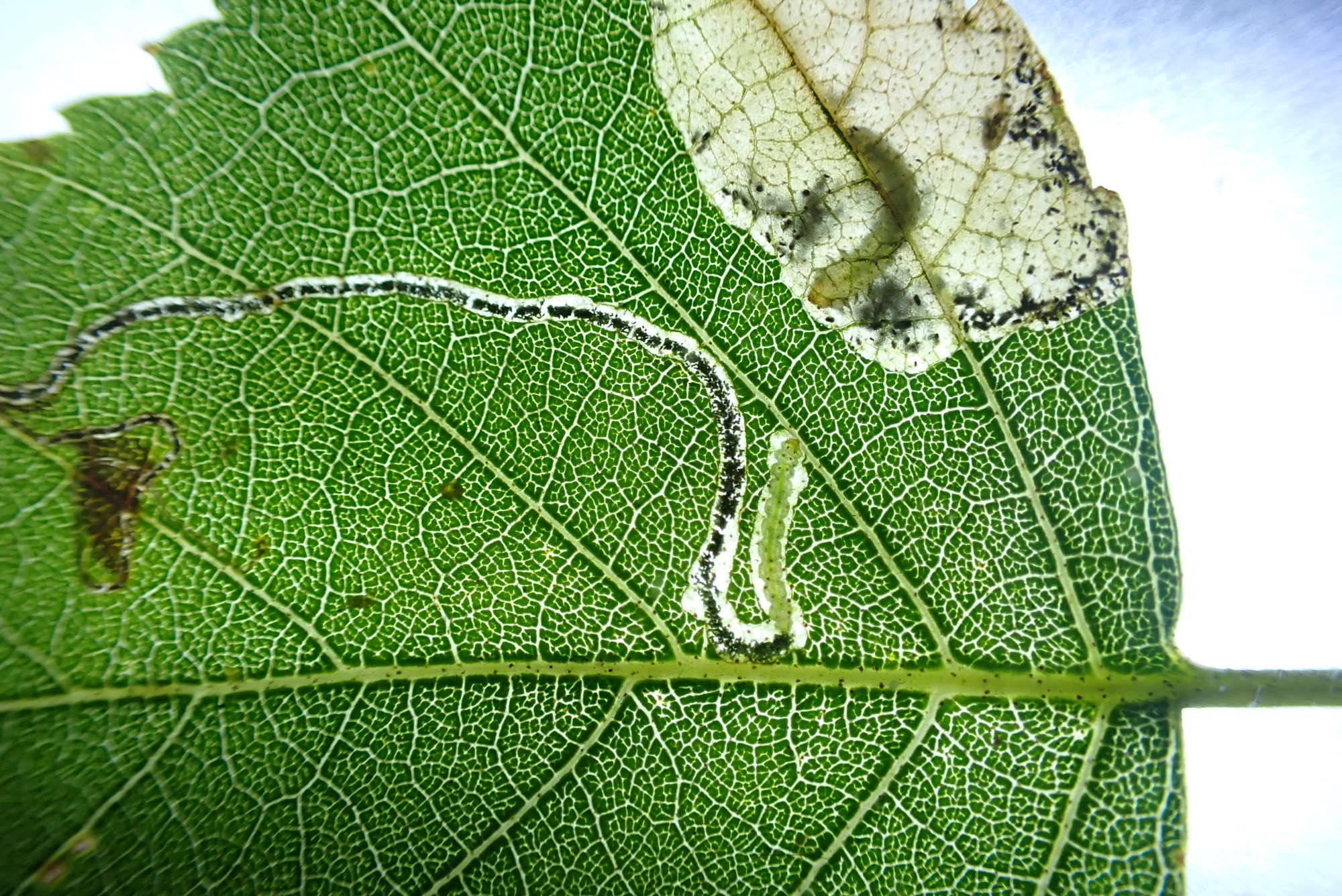 Apple Leaf-miner (Lyonetia clerkella) photographed in Somerset by Jenny Vickers