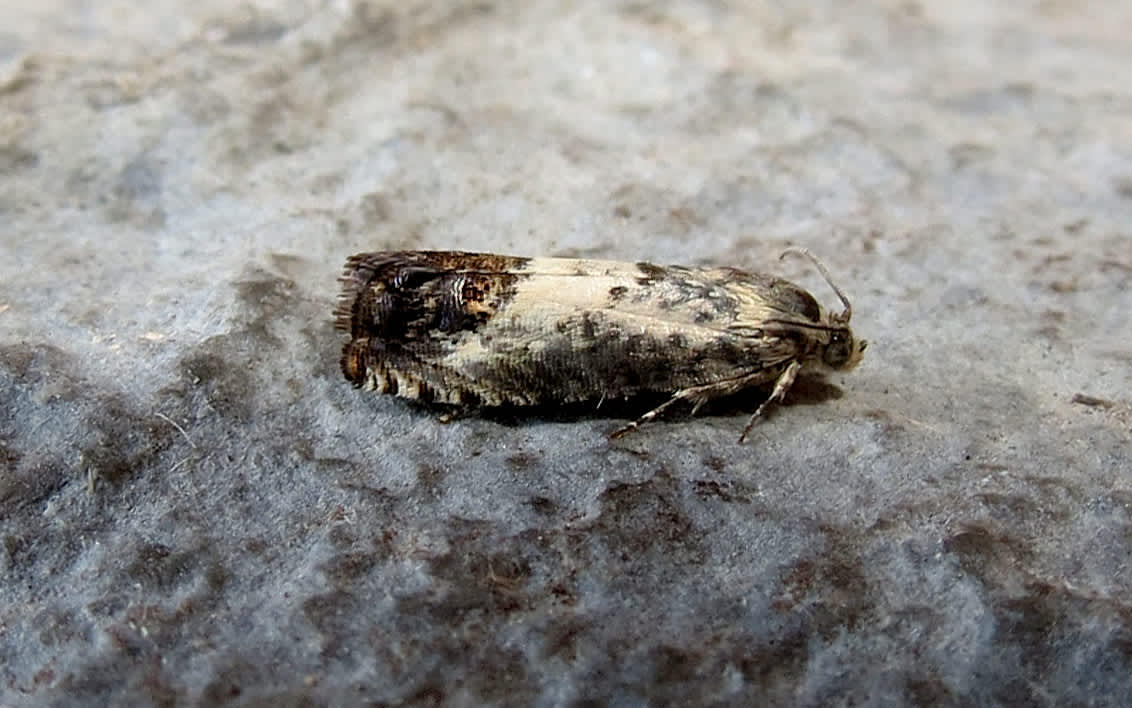 Acorn Piercer (Pammene fasciana) photographed in Somerset by Steve Chapple
