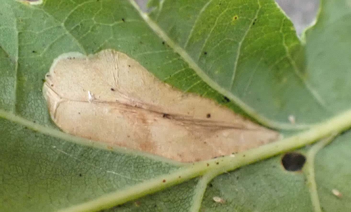 Fiery Oak Midget (Phyllonorycter lautella) photographed in Somerset by Jenny Vickers