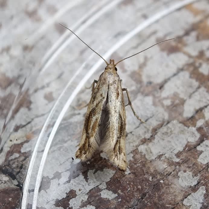 Large Lance-wing (Epermenia falciformis) photographed in Somerset by Sue Davies