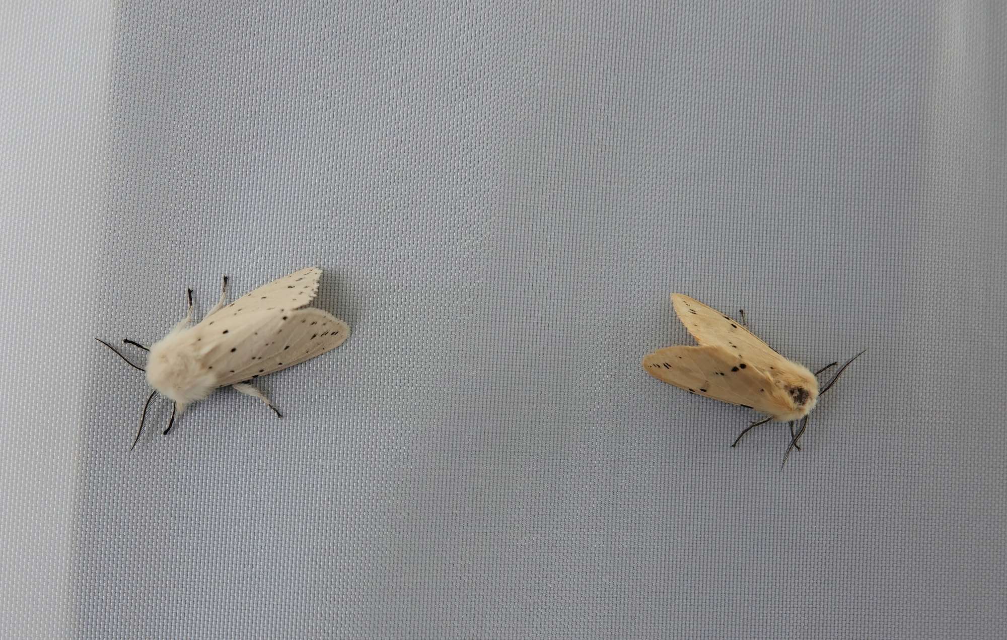 White Ermine (Spilosoma lubricipeda) photographed in Somerset by Rob Grimmond