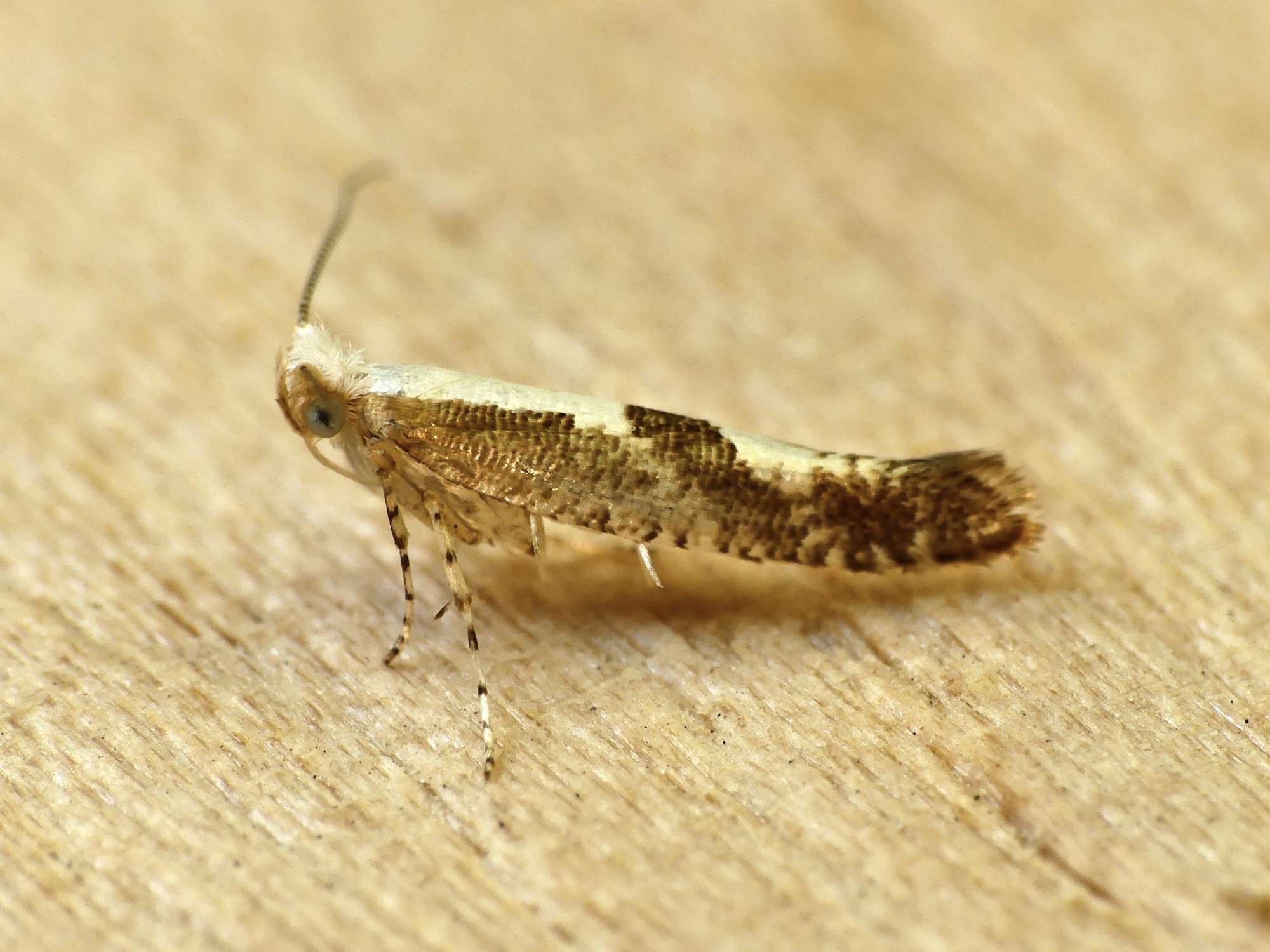 Argyresthia pruniella Somerset Moths