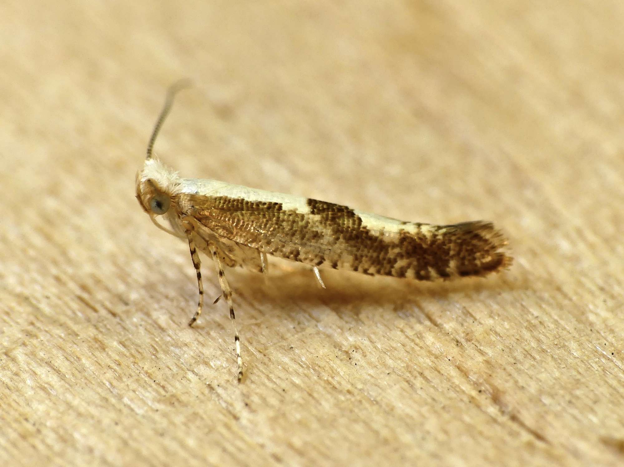 Cherry-fruit Moth (Argyresthia pruniella) photographed in Somerset by Paul Wilkins