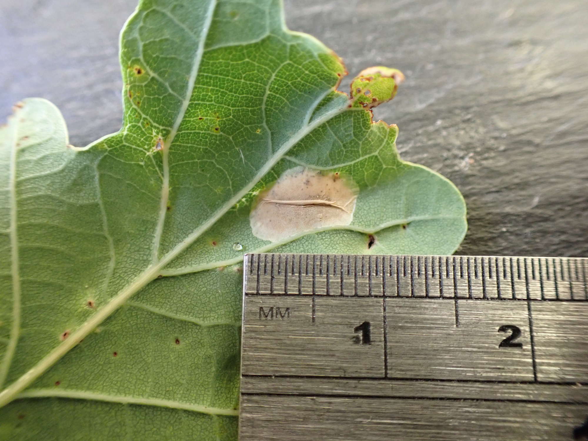 White Oak Midget (Phyllonorycter harrisella) photographed in Somerset by Jenny Vickers