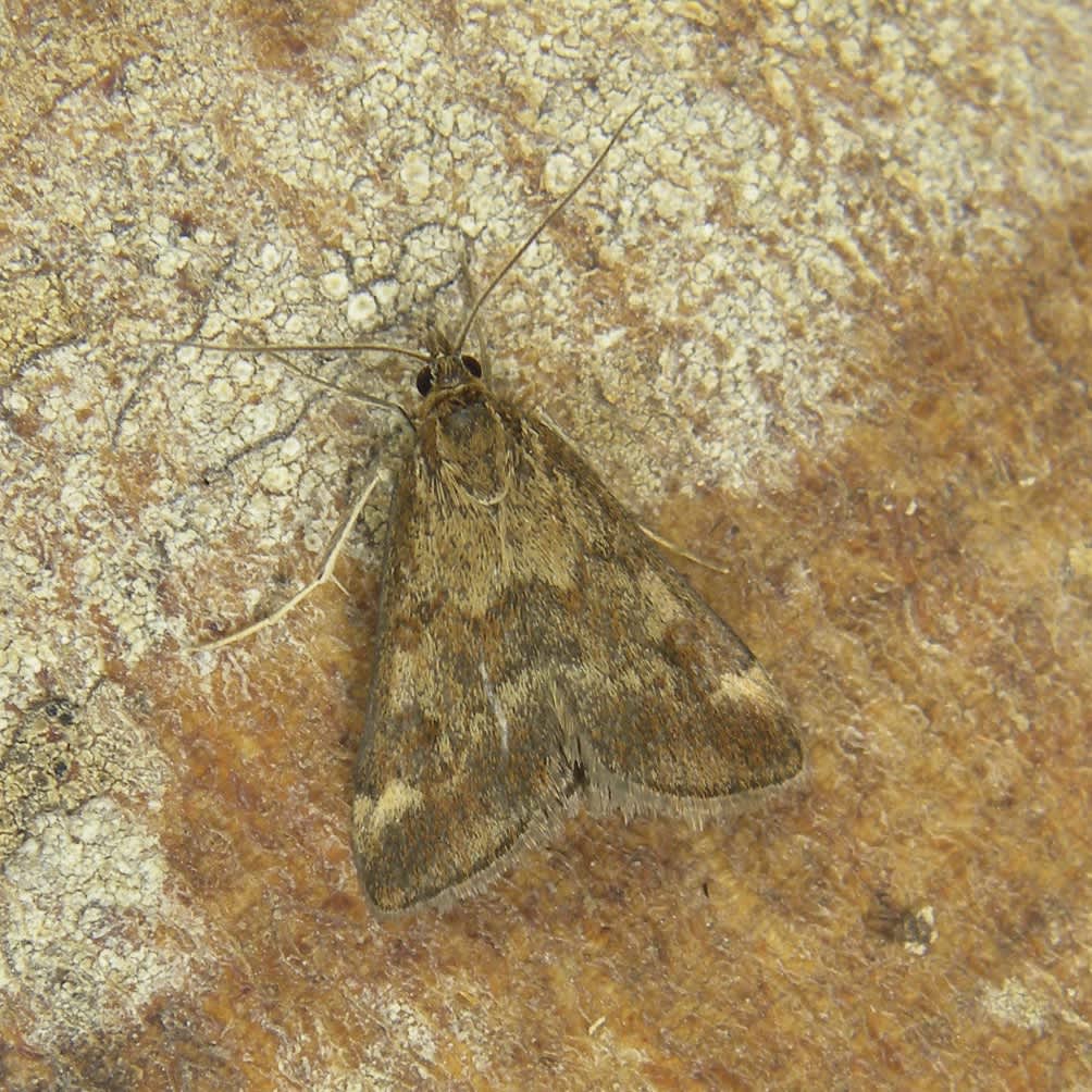 Straw-barred Pearl (Pyrausta despicata) photographed in Somerset by Sue Davies