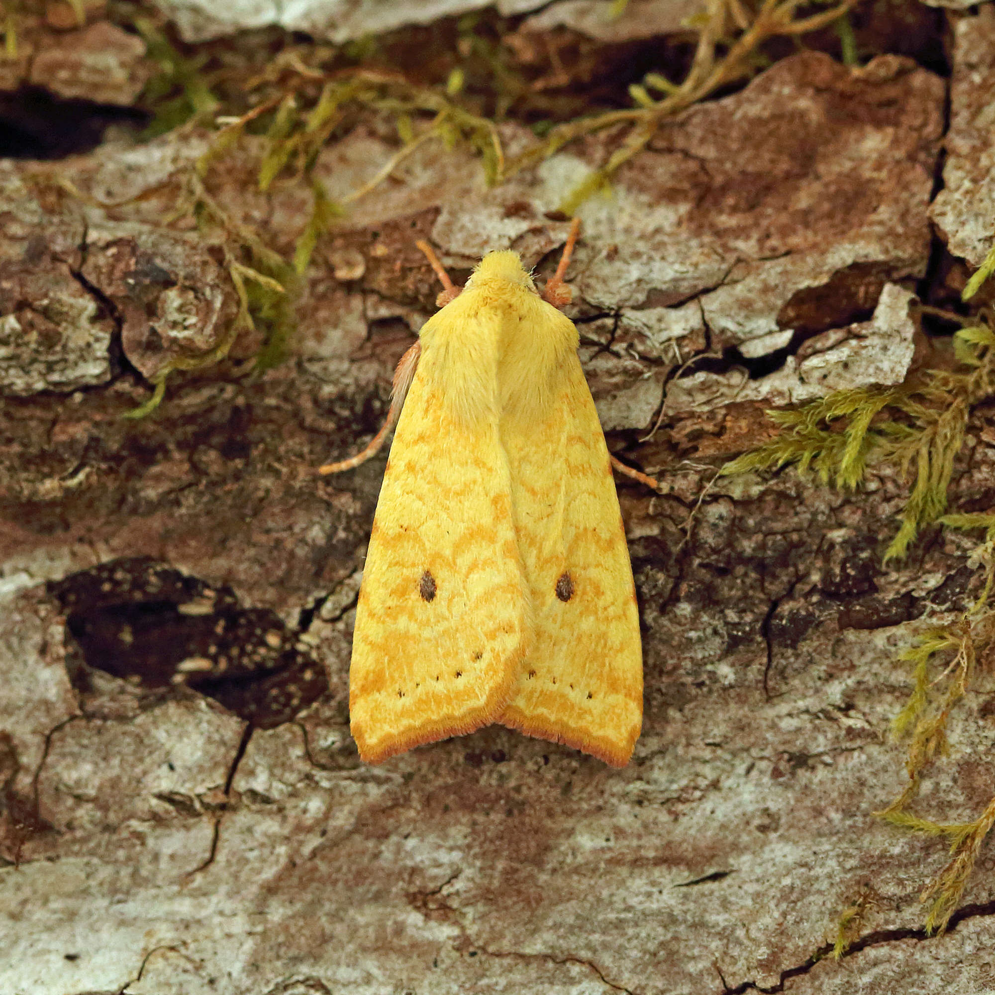 The Sallow (Cirrhia icteritia) photographed in Somerset by Nigel Voaden