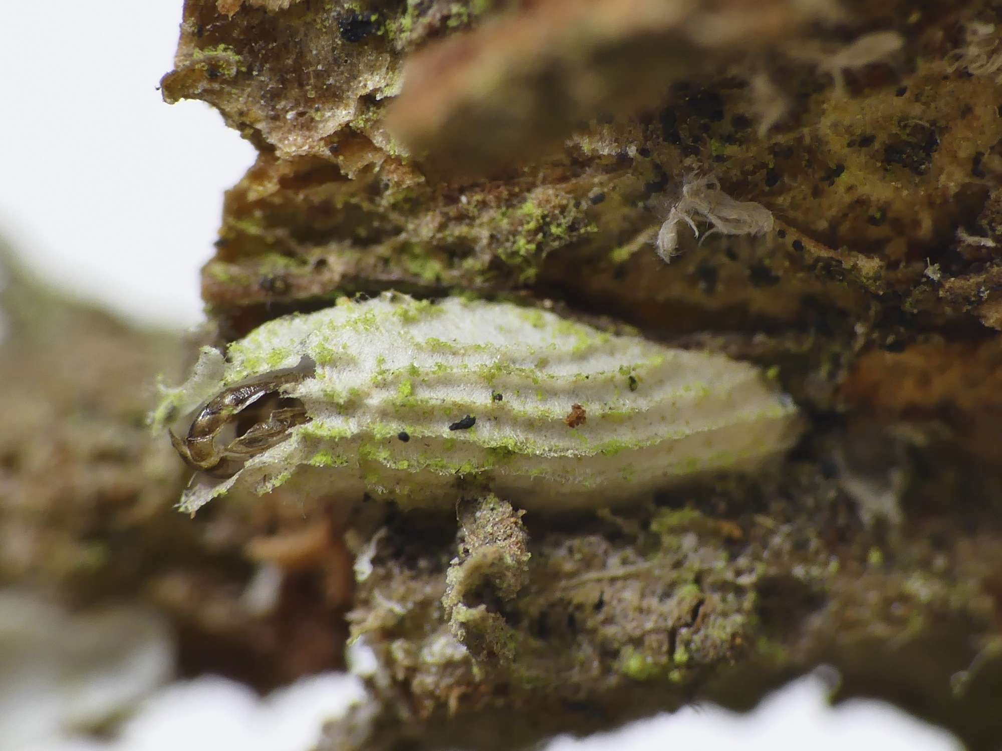 Lime Bent-wing (Bucculatrix thoracella) photographed in Somerset by Paul Wilkins