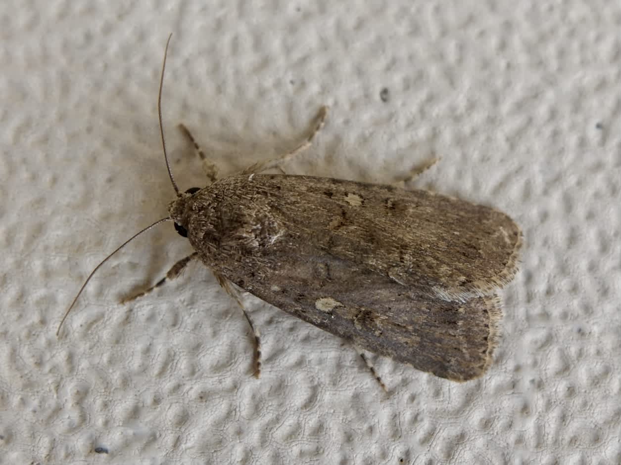 Dark Mottled Willow (Spodoptera cilium) photographed in Somerset by Sue Davies