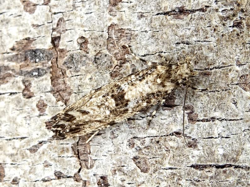 Large Clothes Moth (Morophaga choragella) photographed in Somerset by Sue Davies