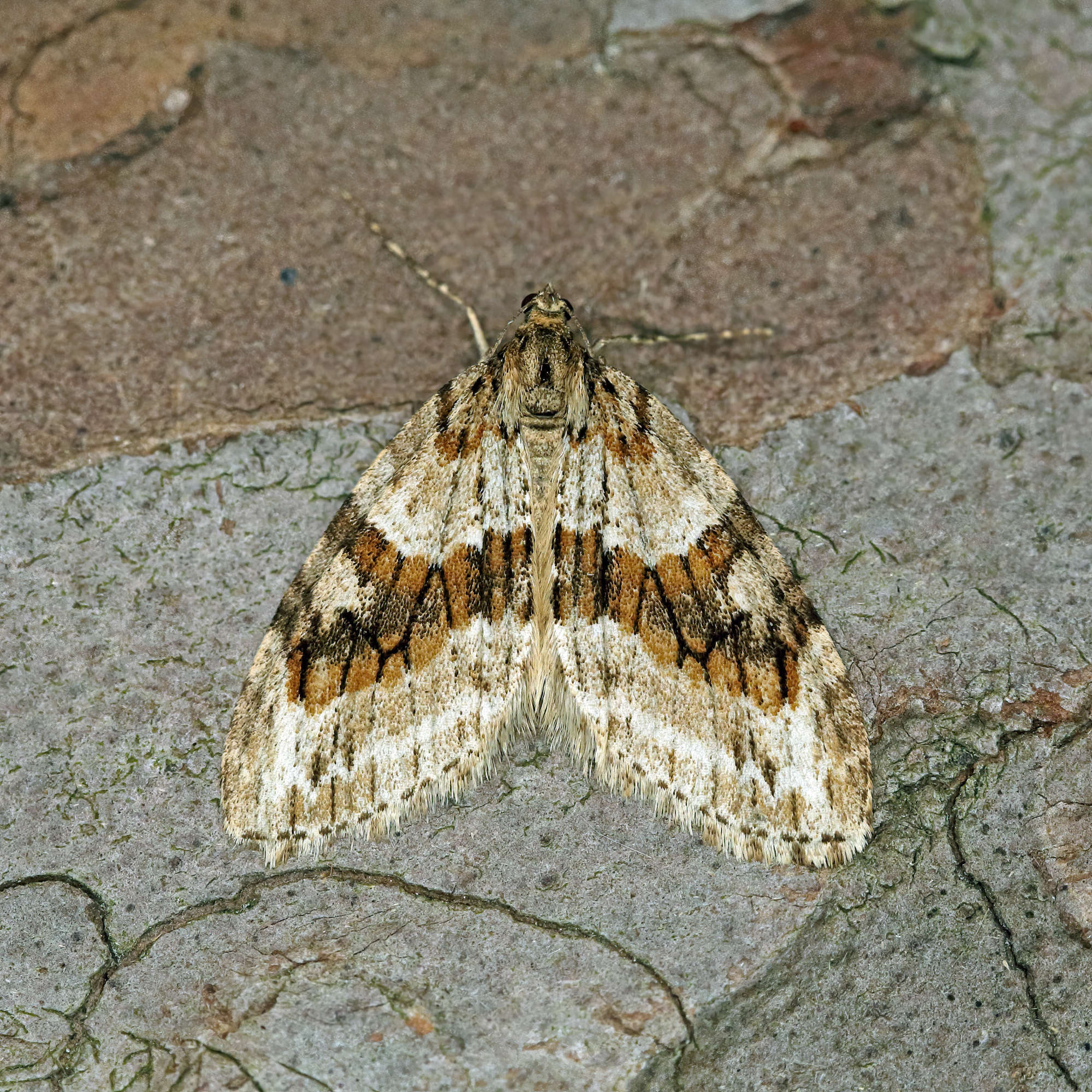 Barred Tooth-striped (Trichopteryx polycommata) photographed in Somerset by Nigel Voaden